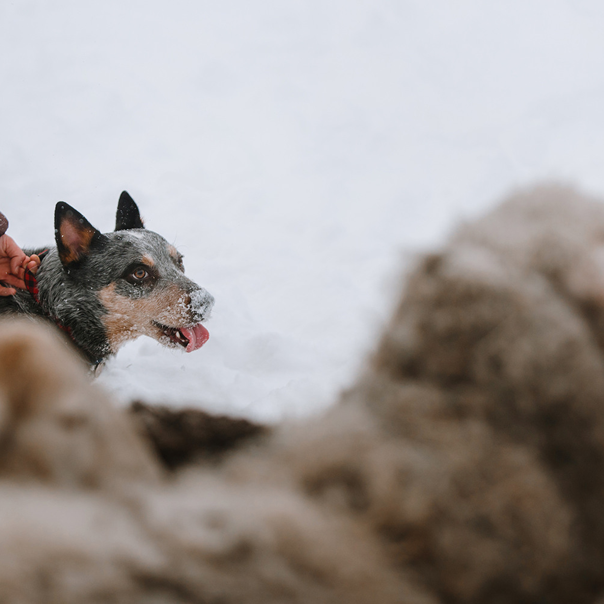 Маша и Дип пасут овец. Фотограф Анна Тюрина
