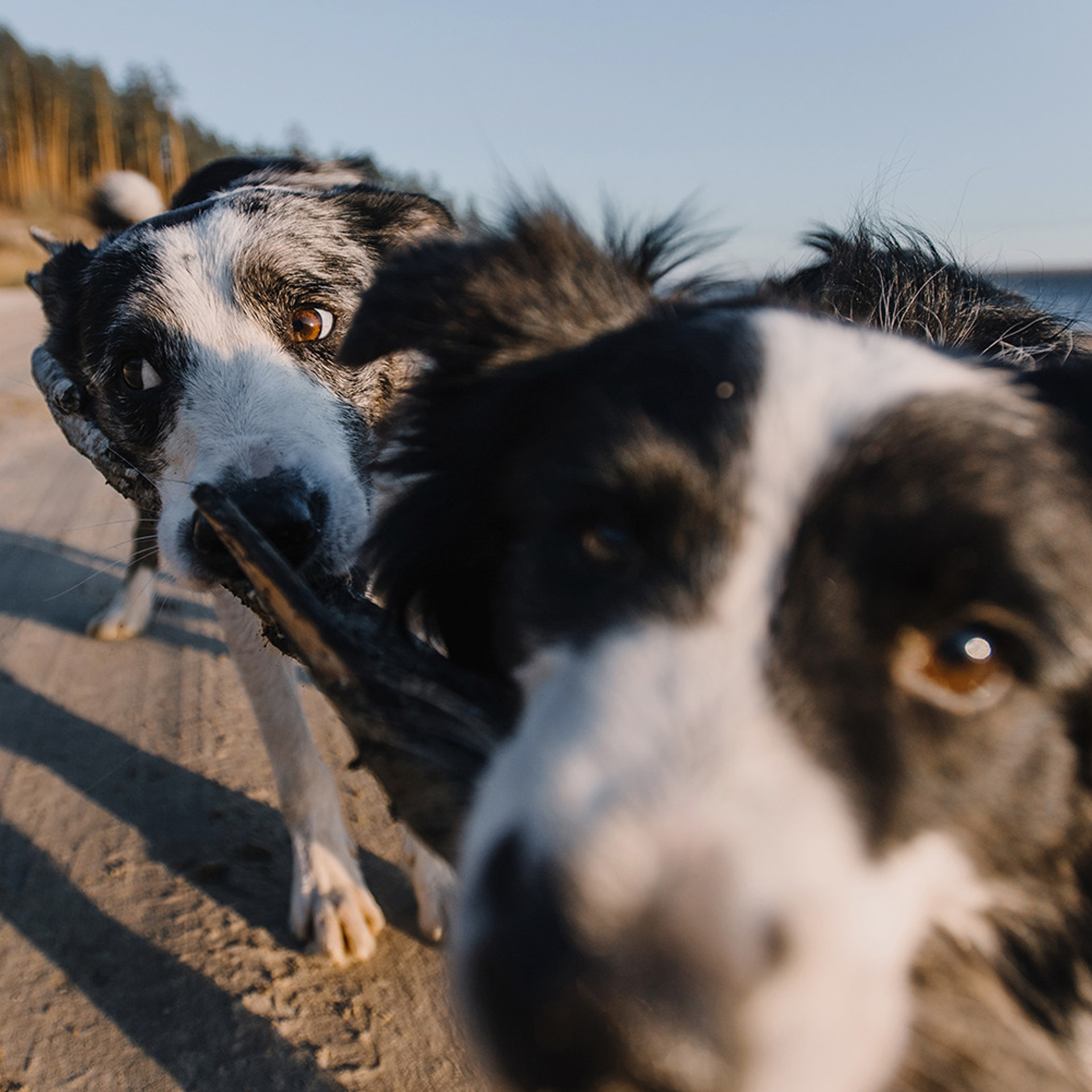 Сева, Даша, Аса, Кит. Фотограф Анна Тюрина
