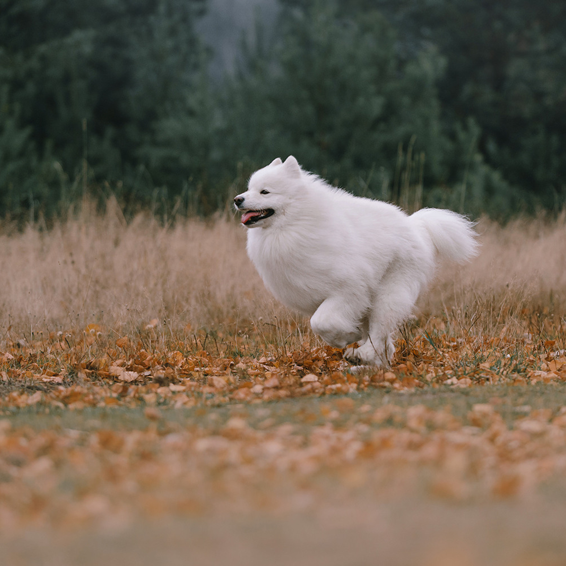 Елена и Эльза. Фотограф Анна Тюрина