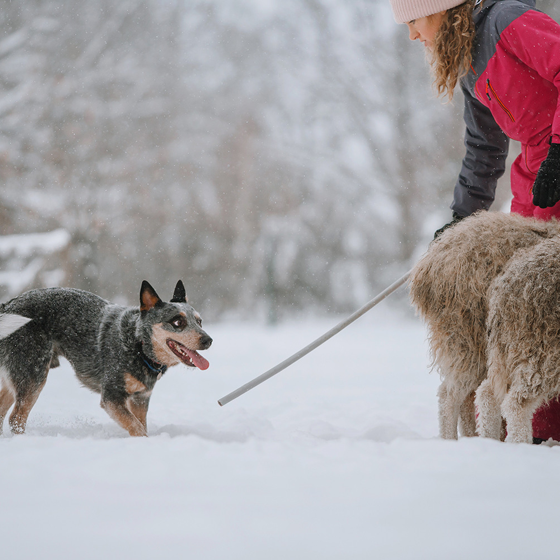Маша и Дип пасут овец. Фотограф Анна Тюрина