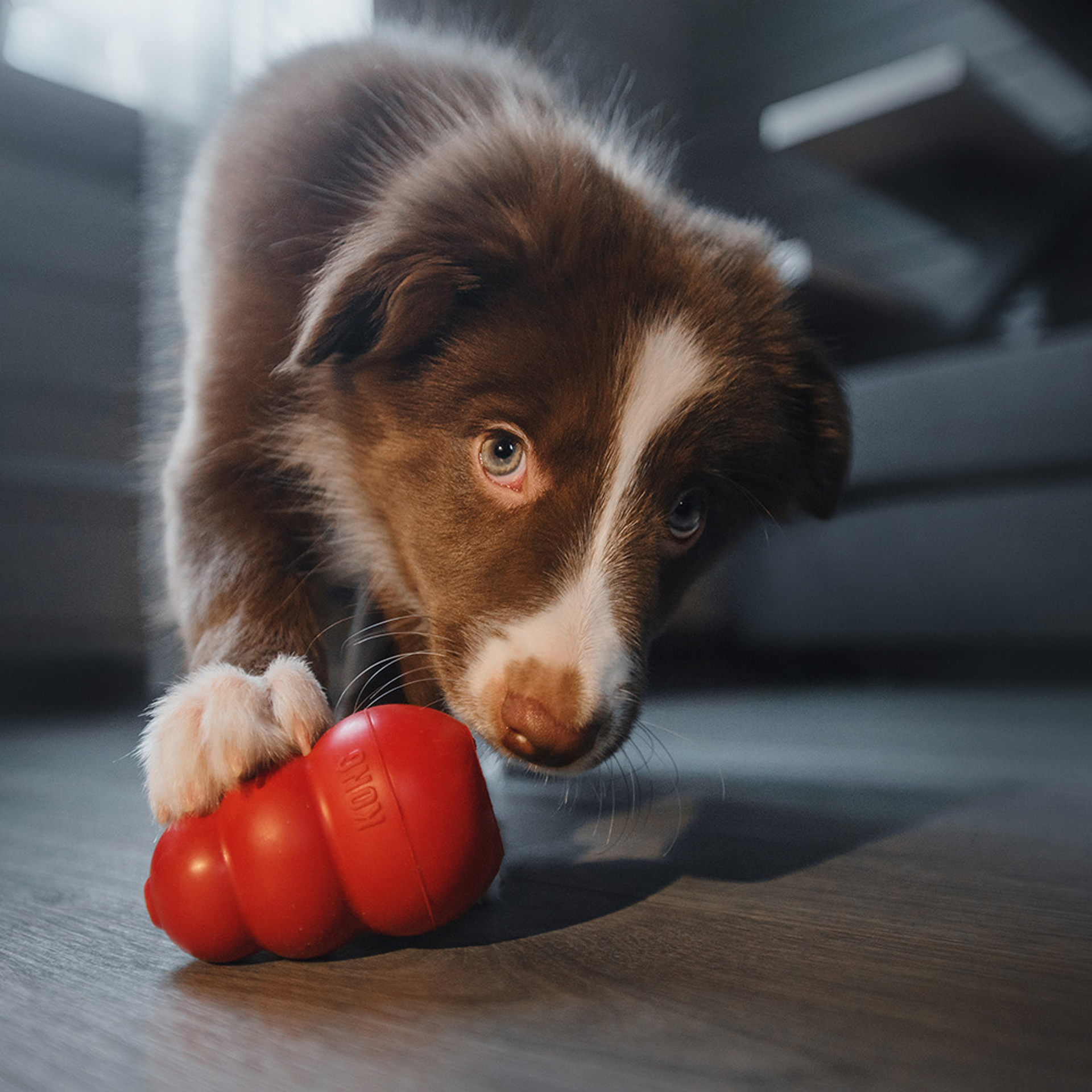 Ксюша, Максим и Рокки. Фотограф Анна Тюрина