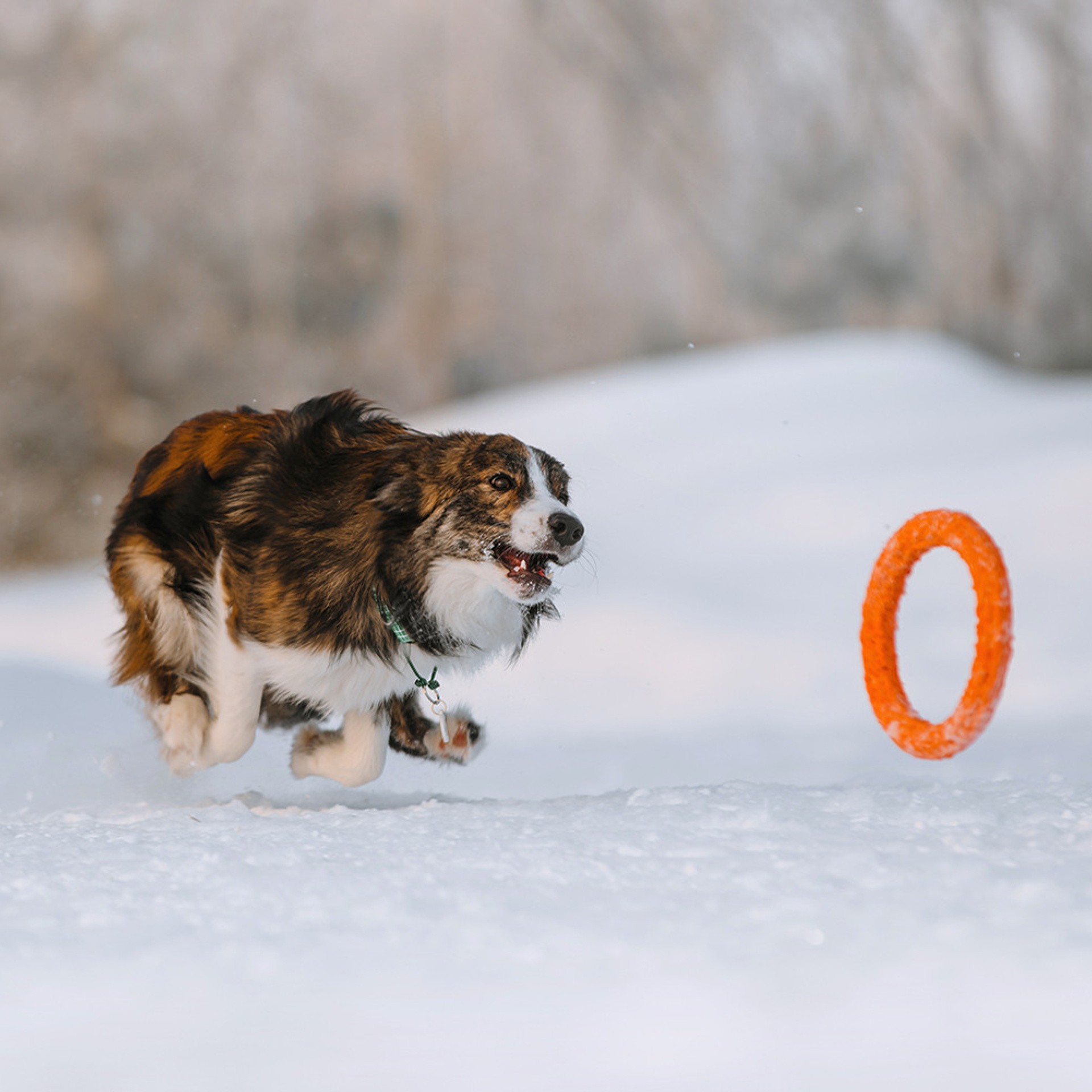 Пастьба в феврале. Фотограф Анна Тюрина