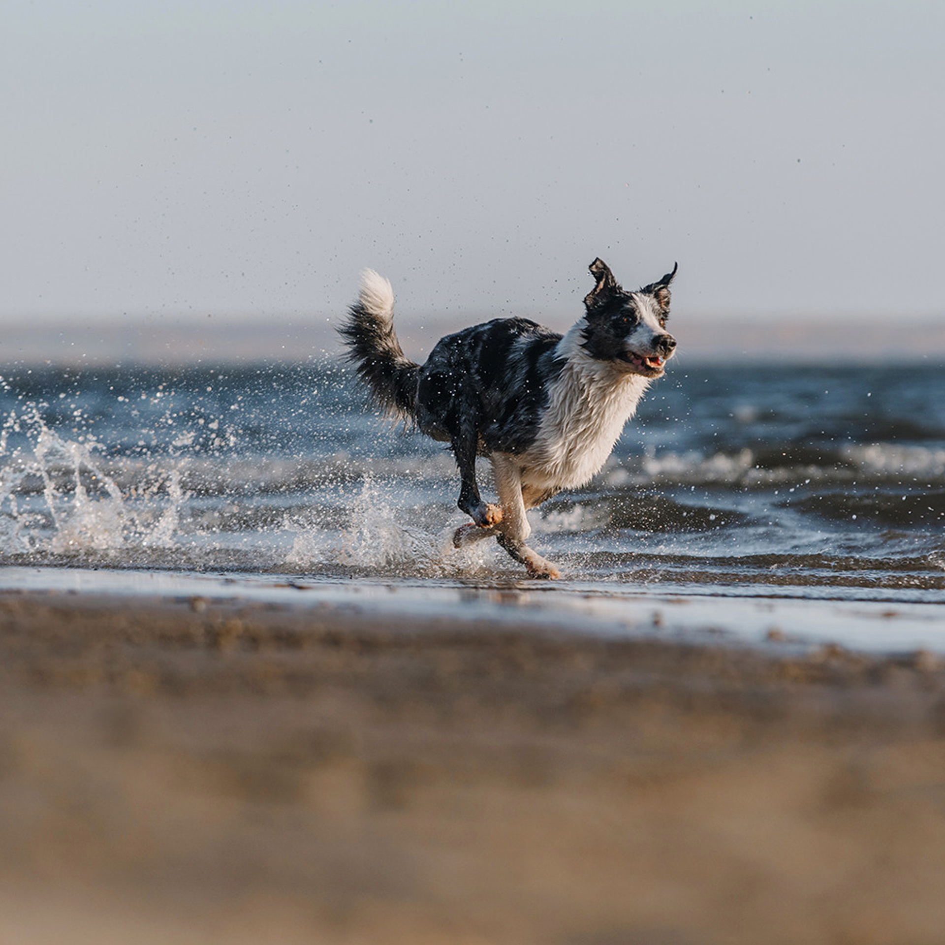 Сева, Даша, Аса, Кит. Фотограф Анна Тюрина