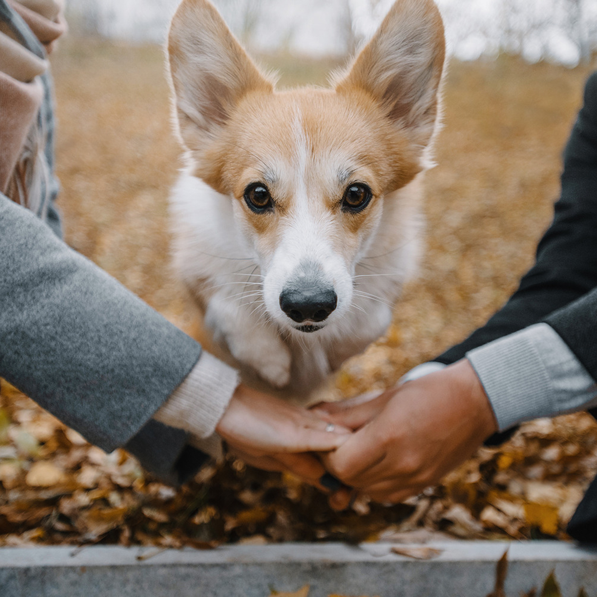 Катя, Саша и корги Люси. Фотограф Анна Тюрина