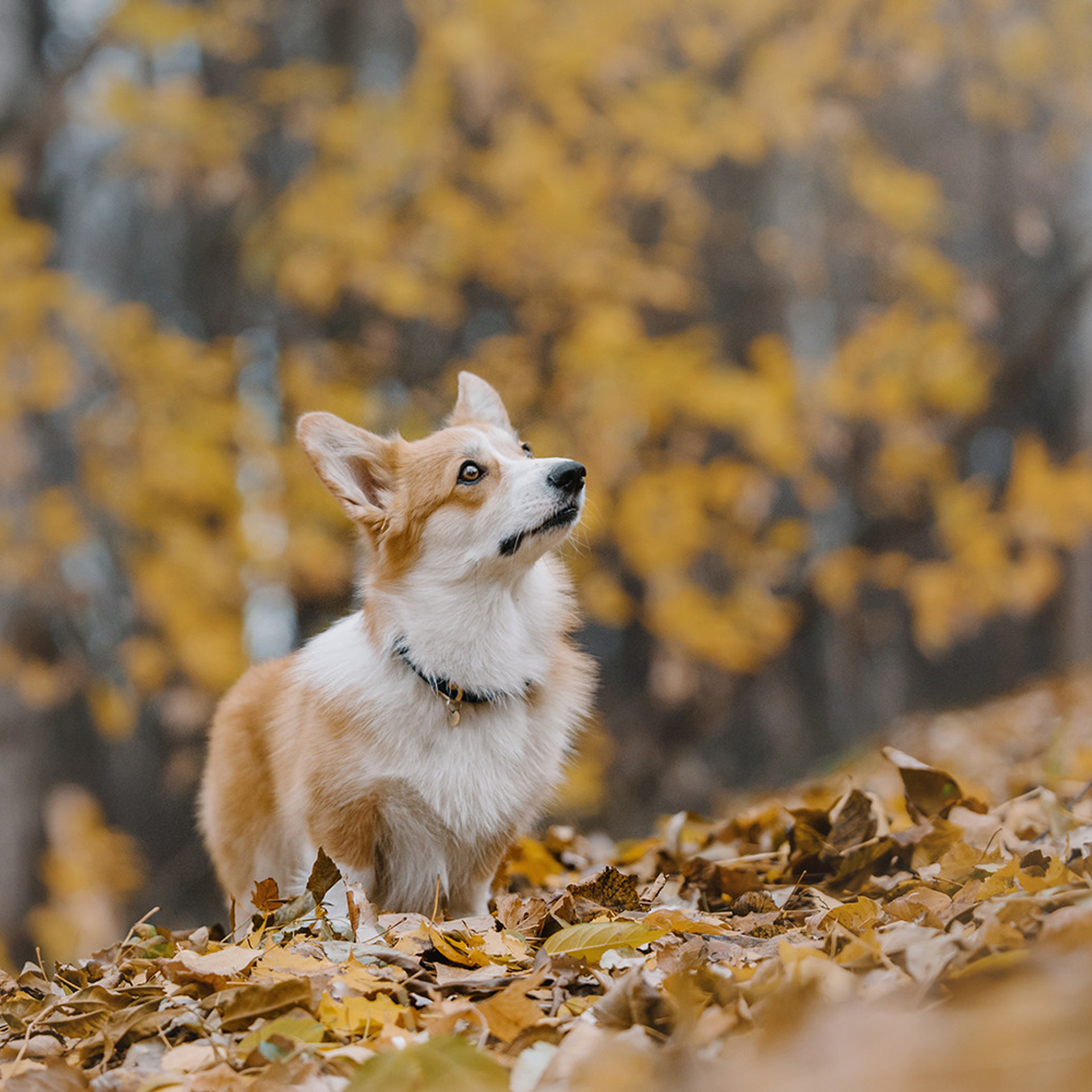 Катя, Саша и корги Люси. Фотограф Анна Тюрина