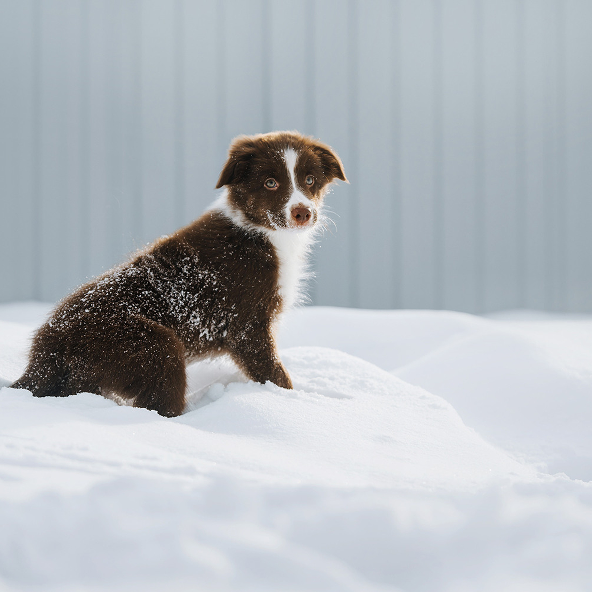 Ксюша, Максим и Рокки. Фотограф Анна Тюрина