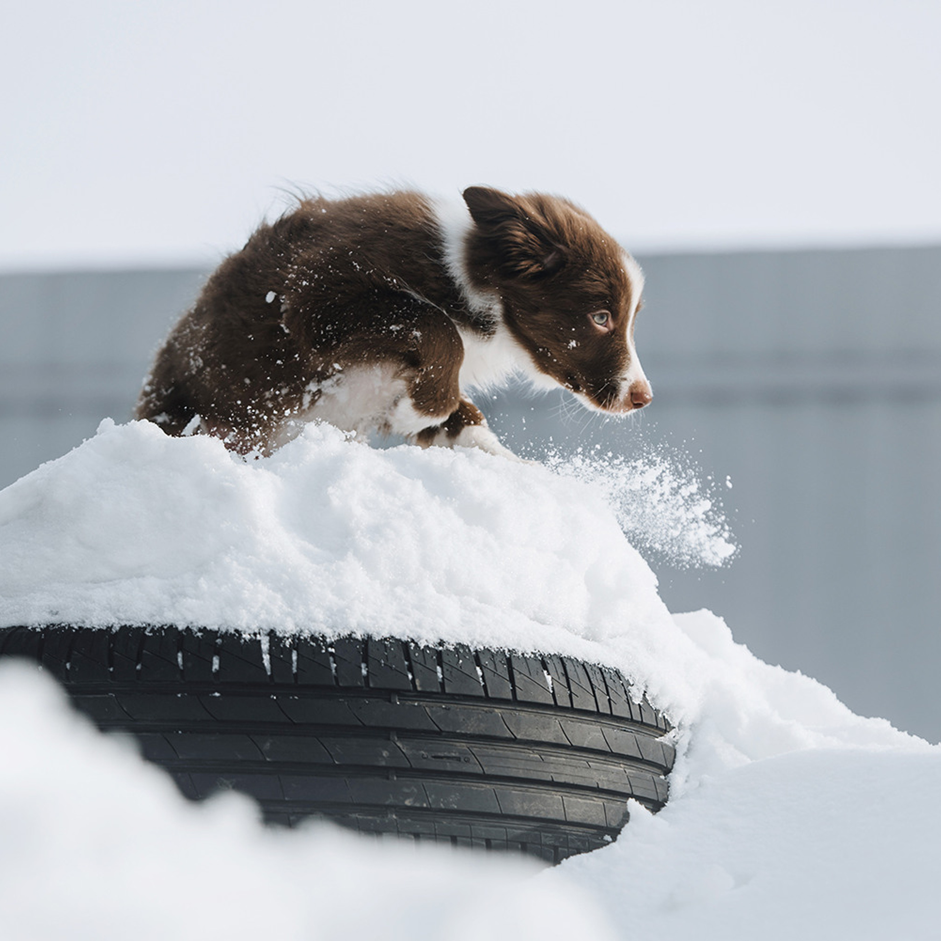 Ксюша, Максим и Рокки. Фотограф Анна Тюрина