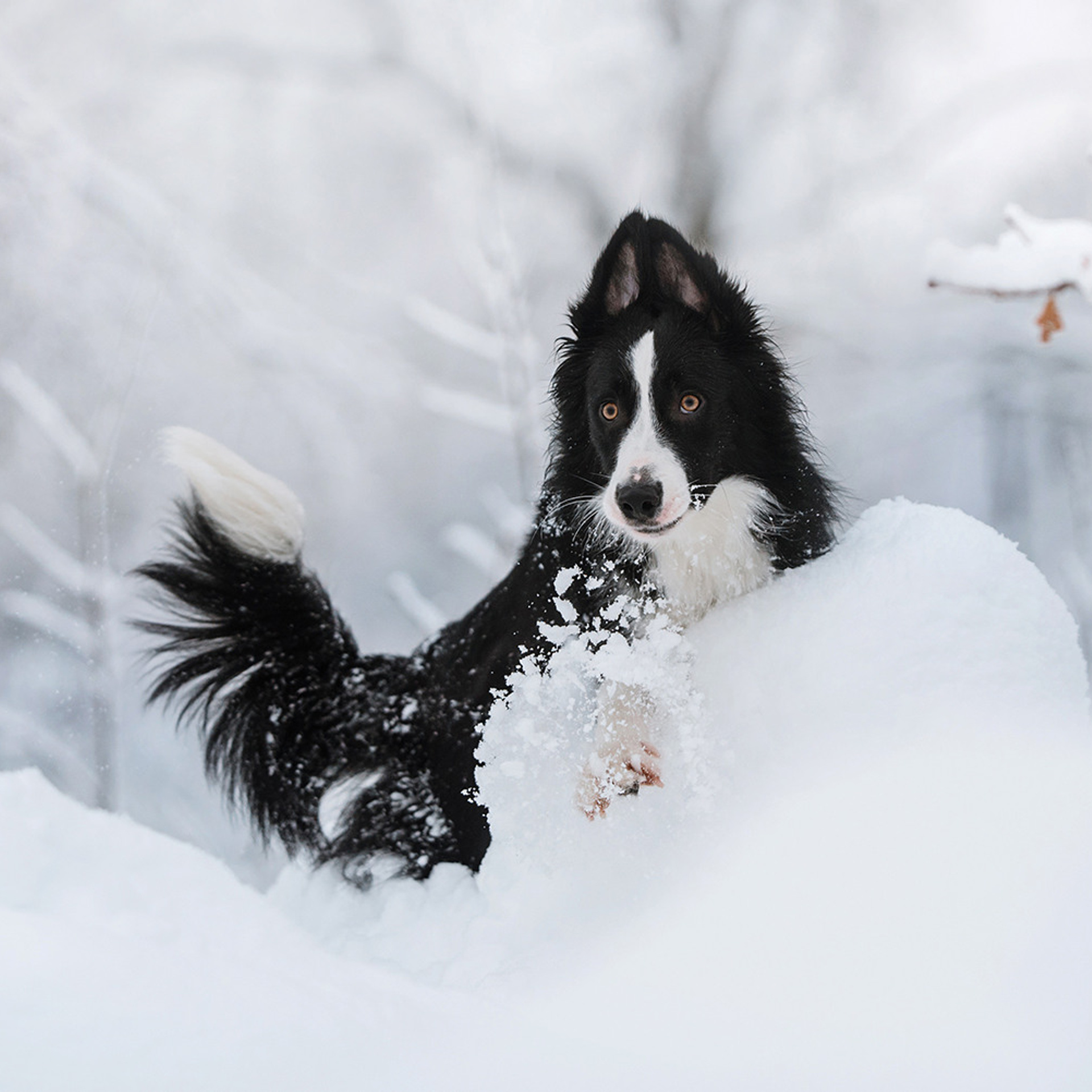 Пастьба в декабре. Фотограф Анна Тюрина