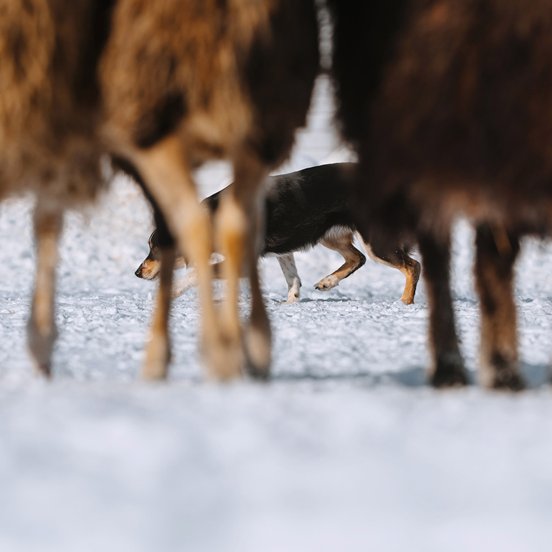 Пастьба в феврале. Фотограф Анна Тюрина