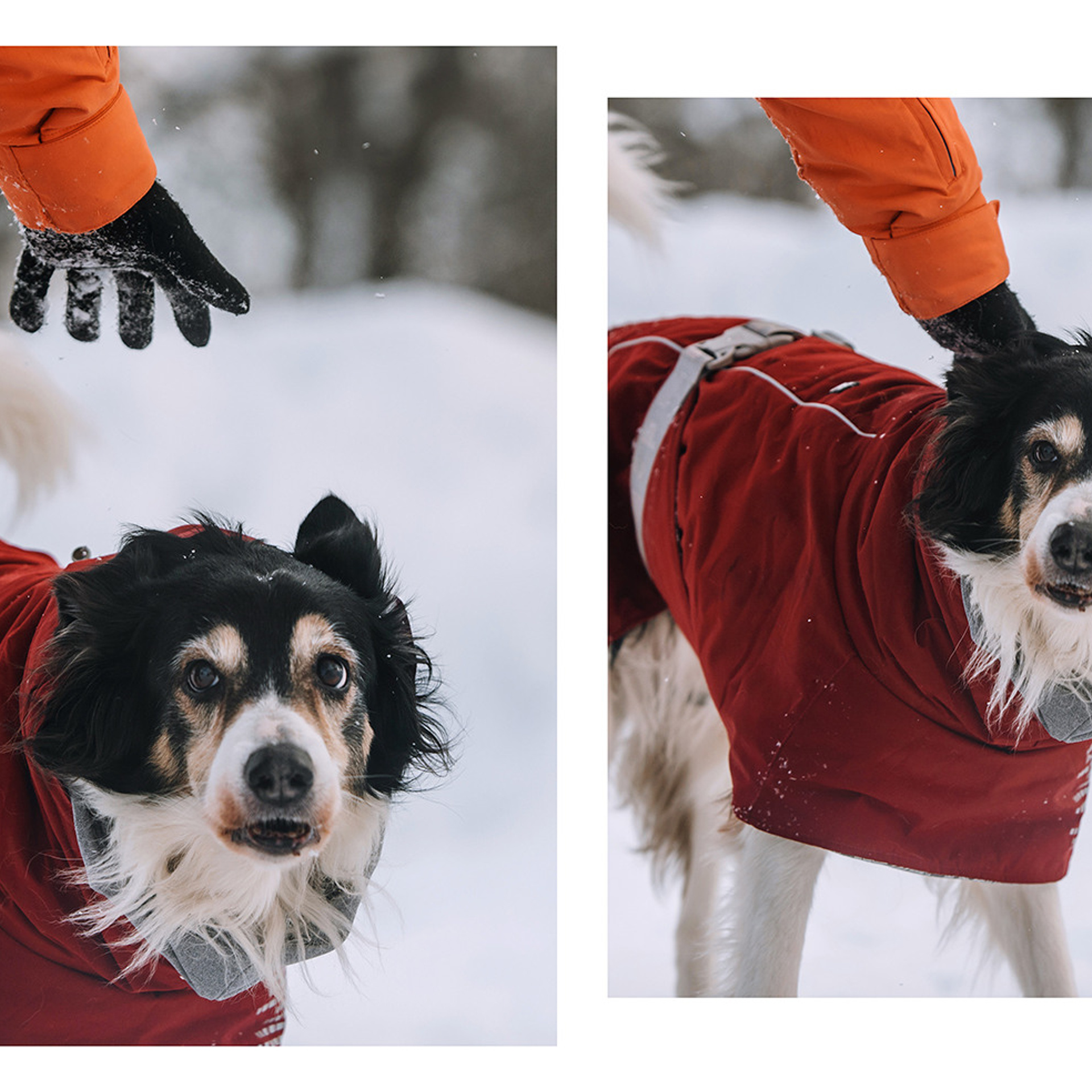 Пастьба в феврале. Фотограф Анна Тюрина