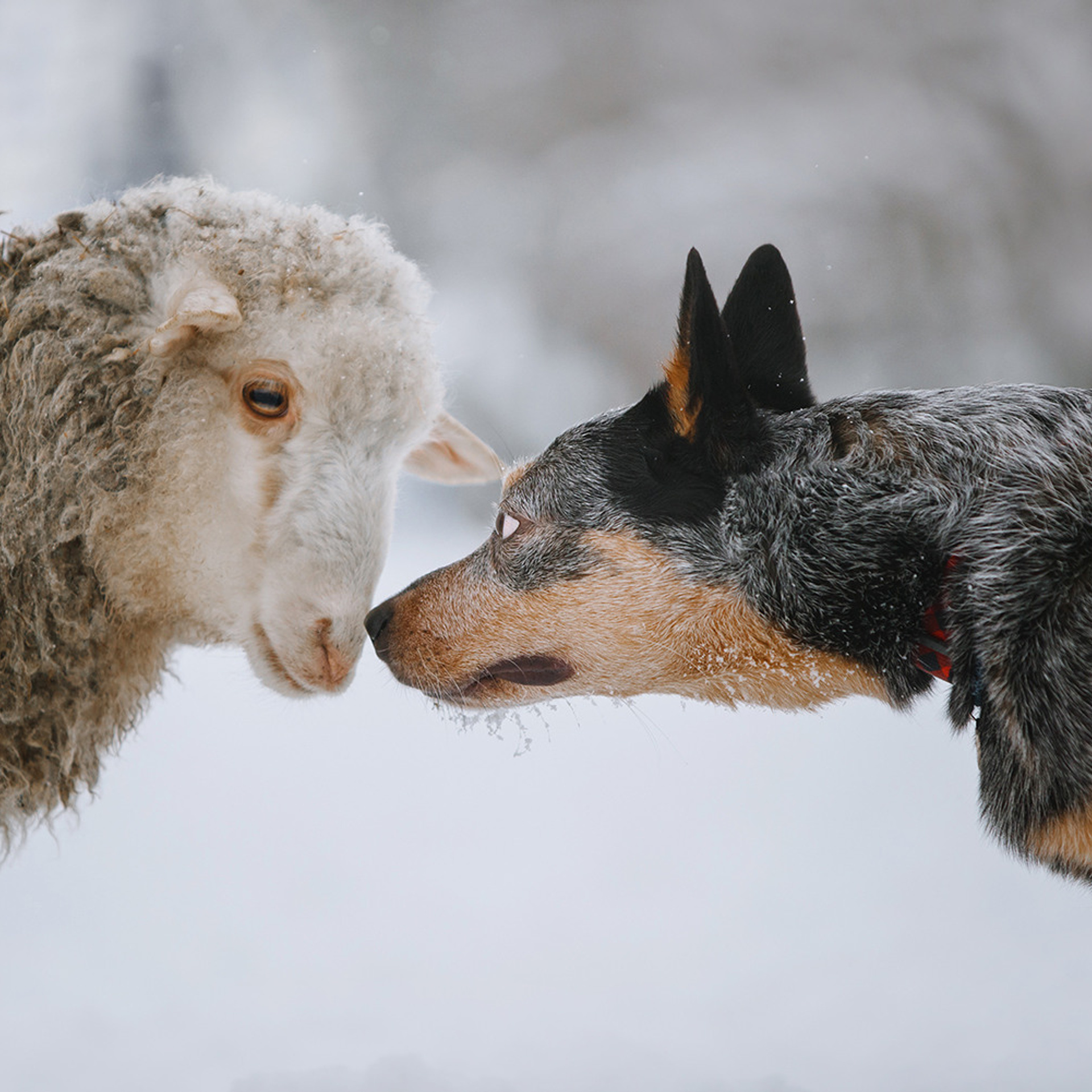 Маша и Дип пасут овец. Фотограф Анна Тюрина