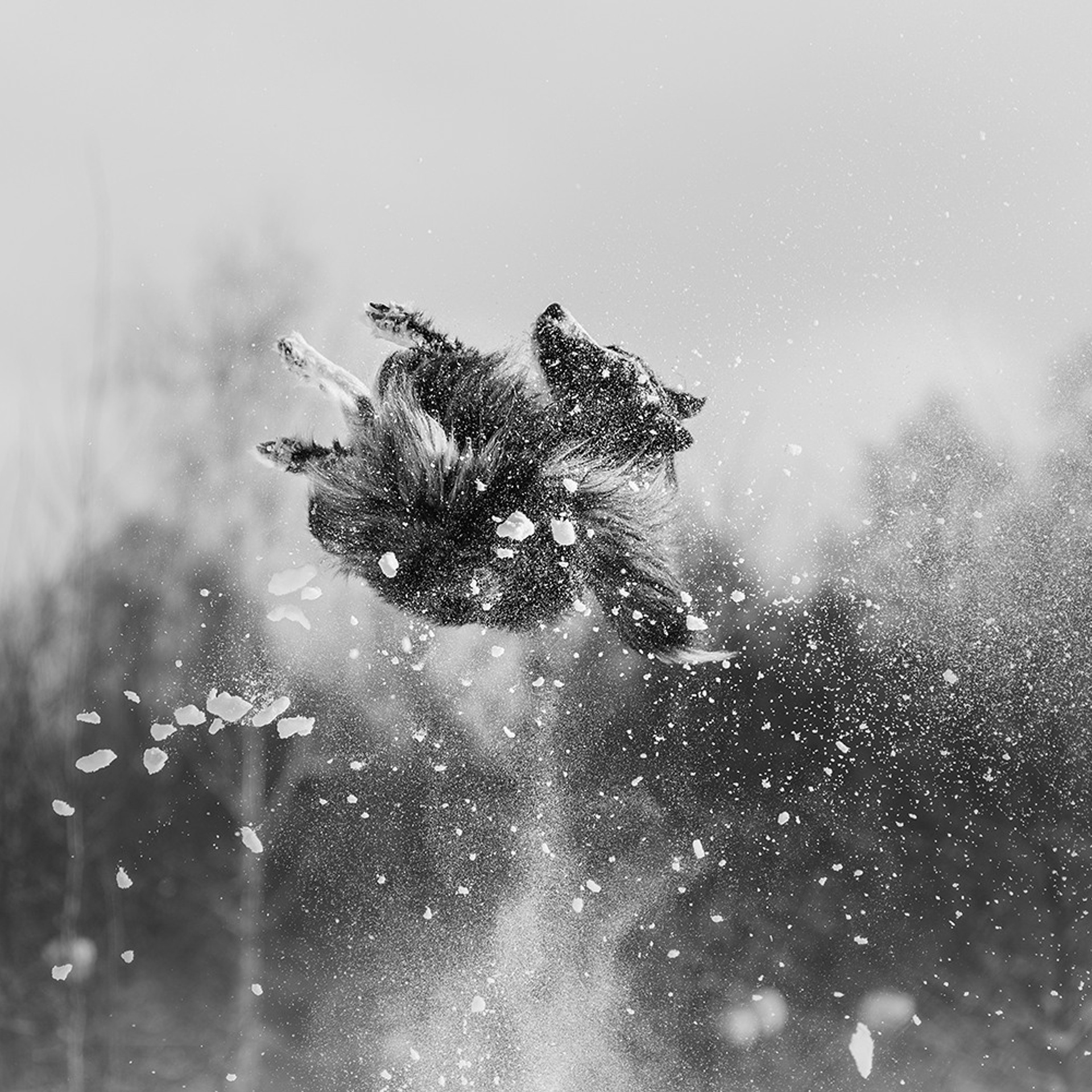 Пастьба в феврале. Фотограф Анна Тюрина