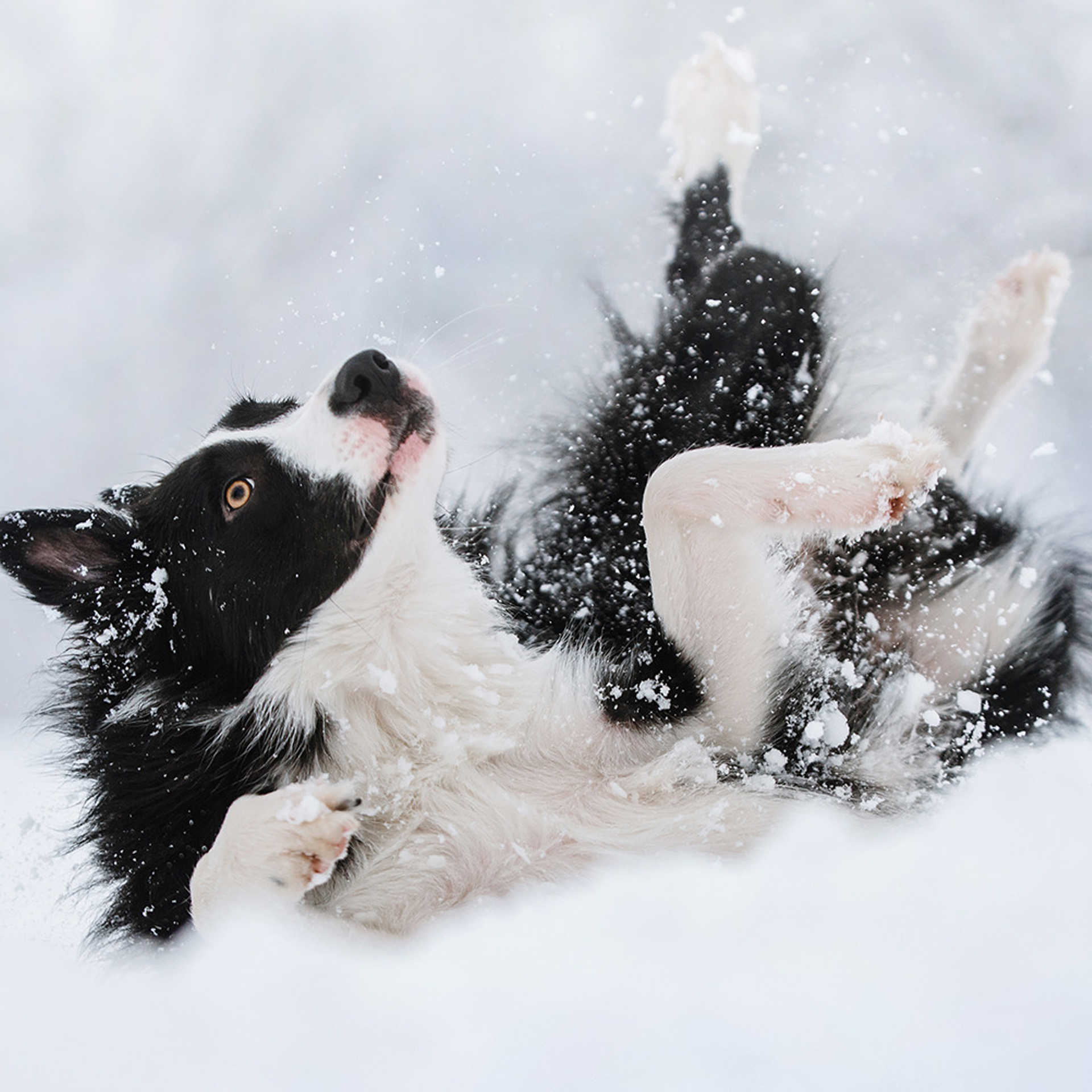 Пастьба в декабре. Фотограф Анна Тюрина