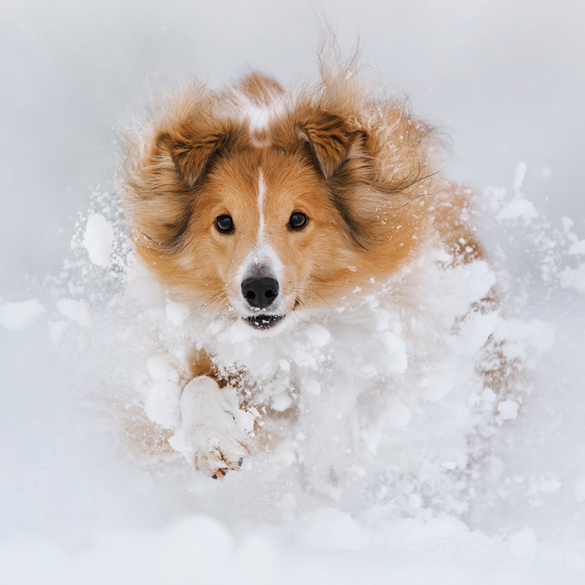 Пастьба в декабре. Фотограф Анна Тюрина