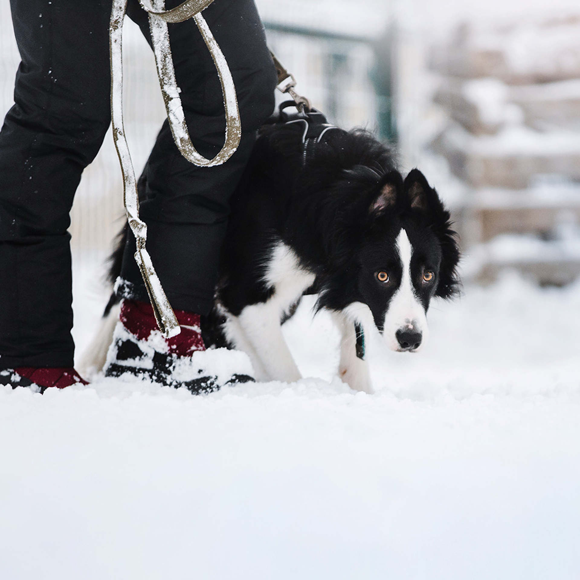 Пастьба в декабре. Фотограф Анна Тюрина