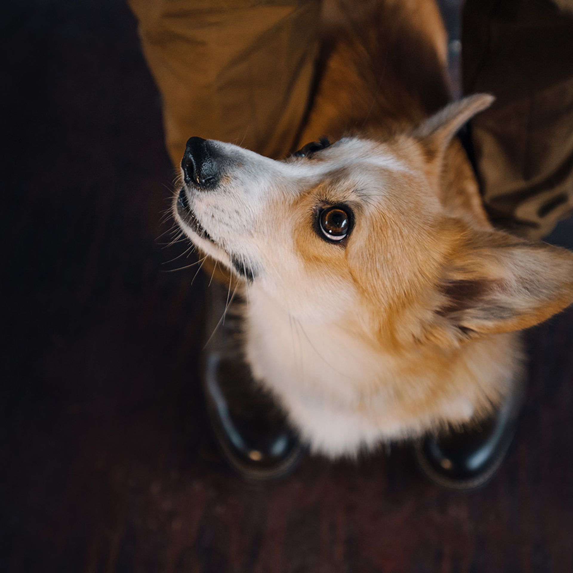 Катя, Саша и корги Люси. Фотограф Анна Тюрина