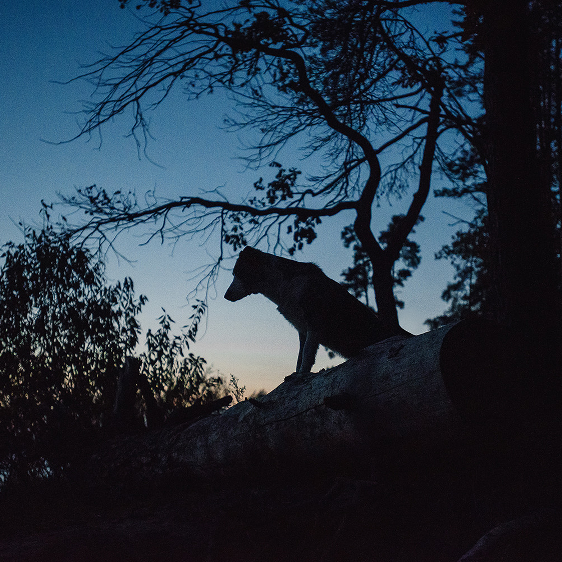 Сева, Даша, Аса, Кит. Фотограф Анна Тюрина