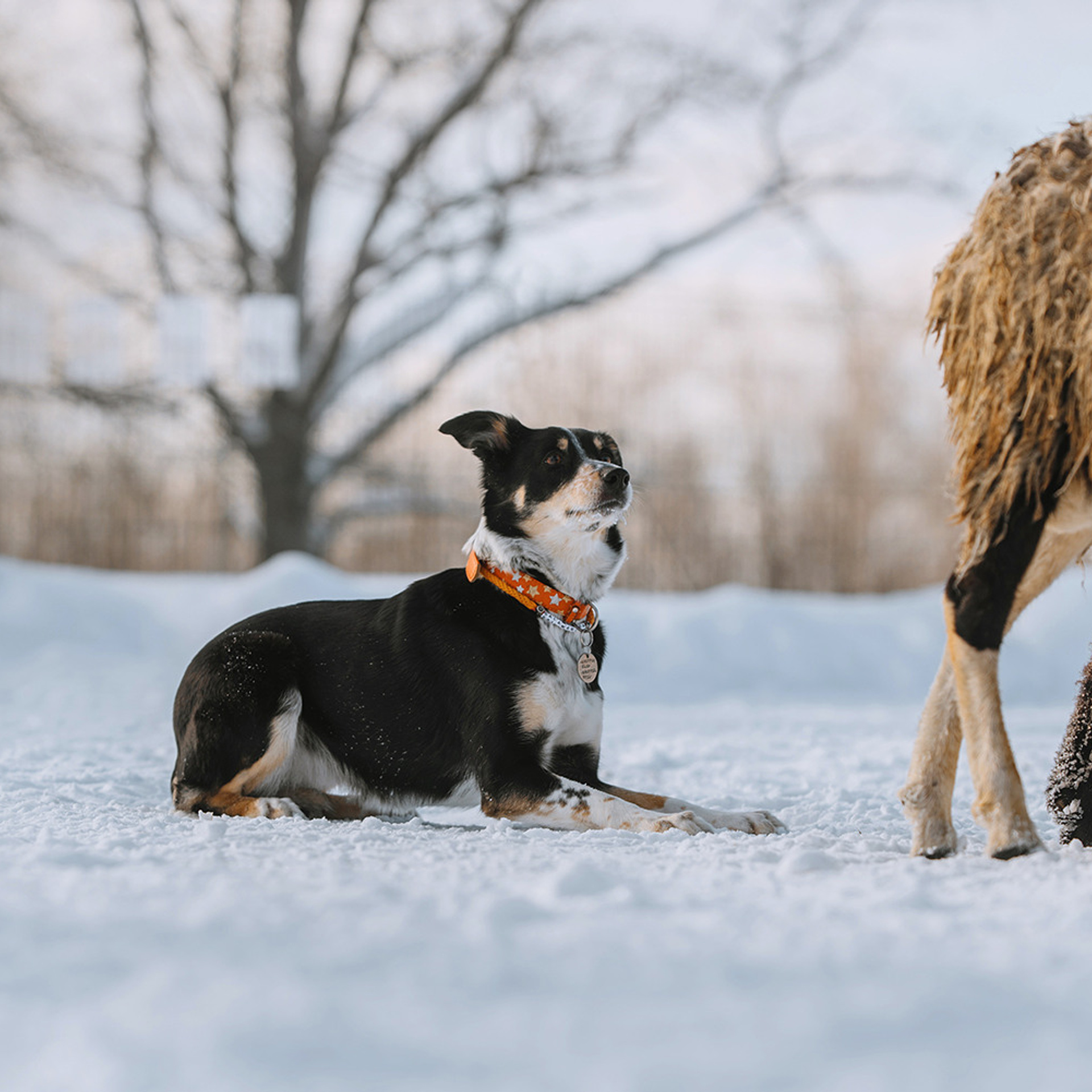 Пастьба в феврале. Фотограф Анна Тюрина