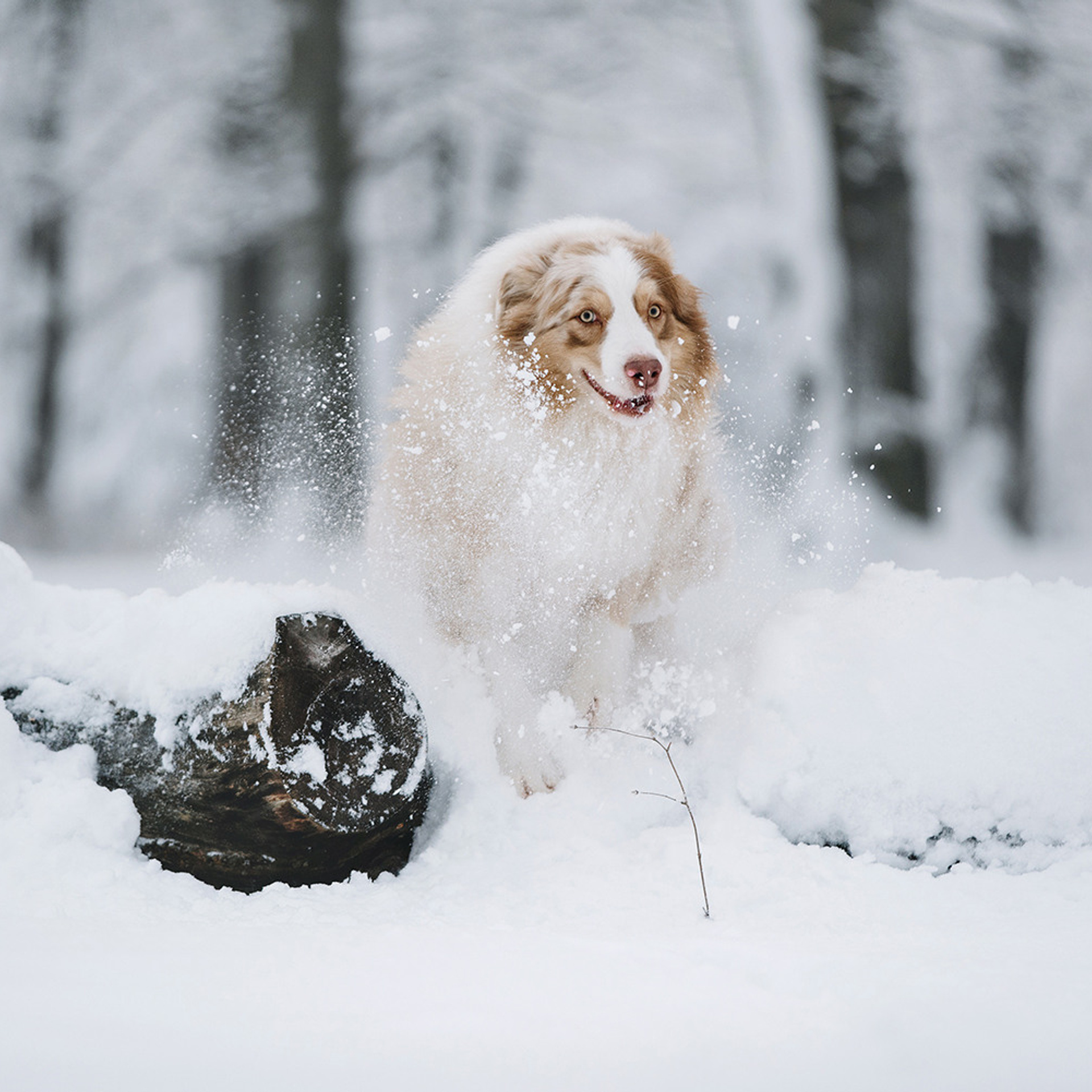 Пастьба в декабре. Фотограф Анна Тюрина
