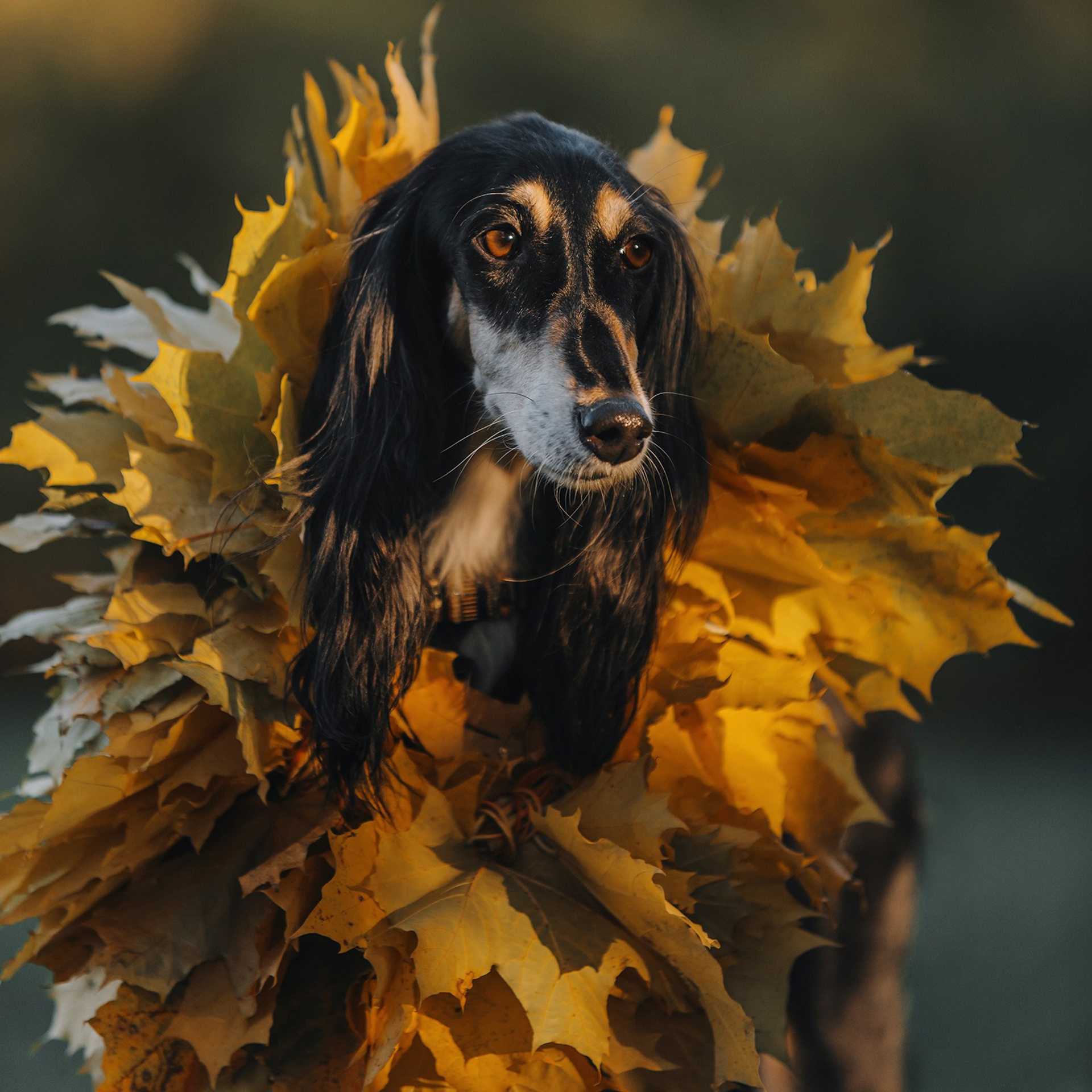 Питомец в кадре. Фотограф Анна Тюрина