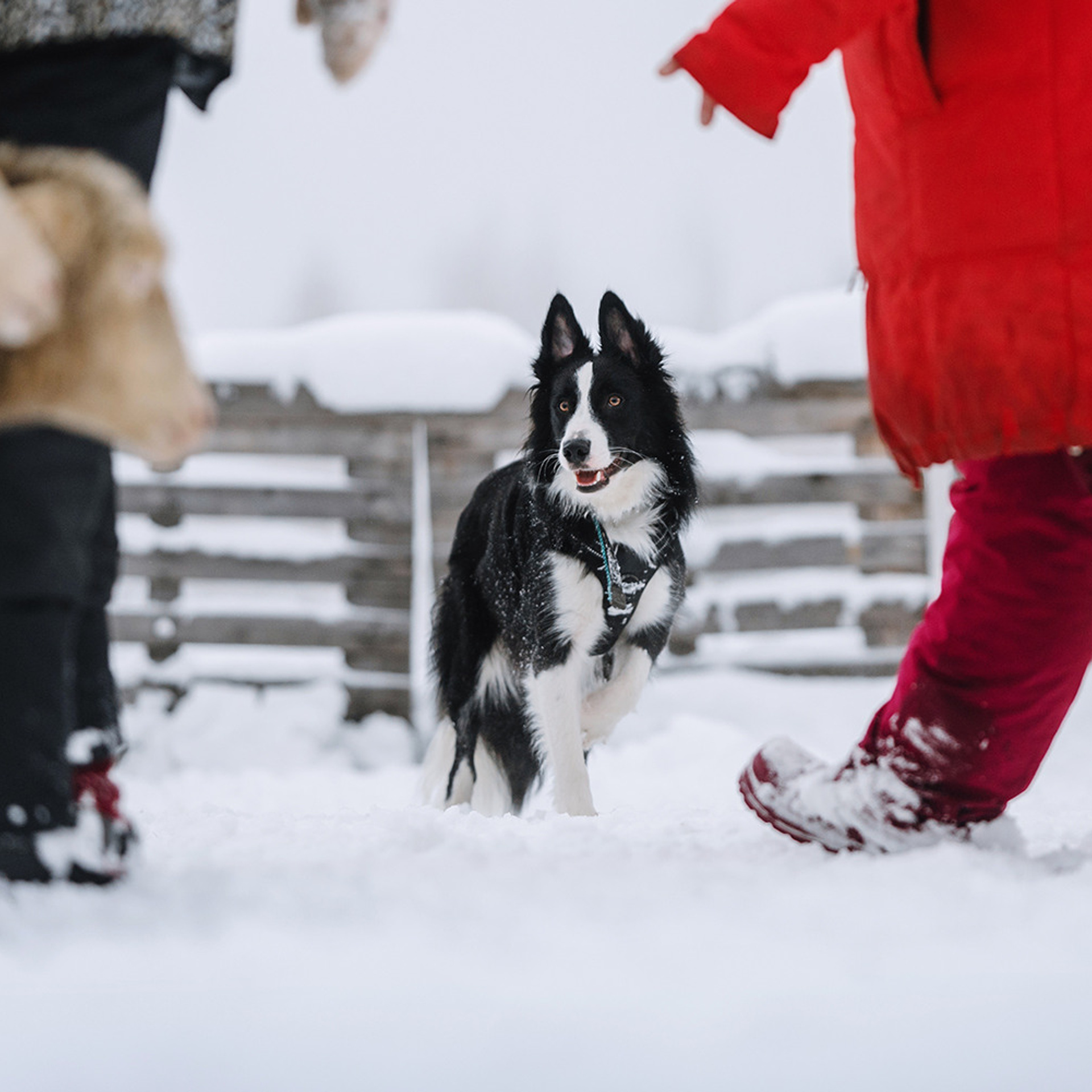 Пастьба в декабре. Фотограф Анна Тюрина