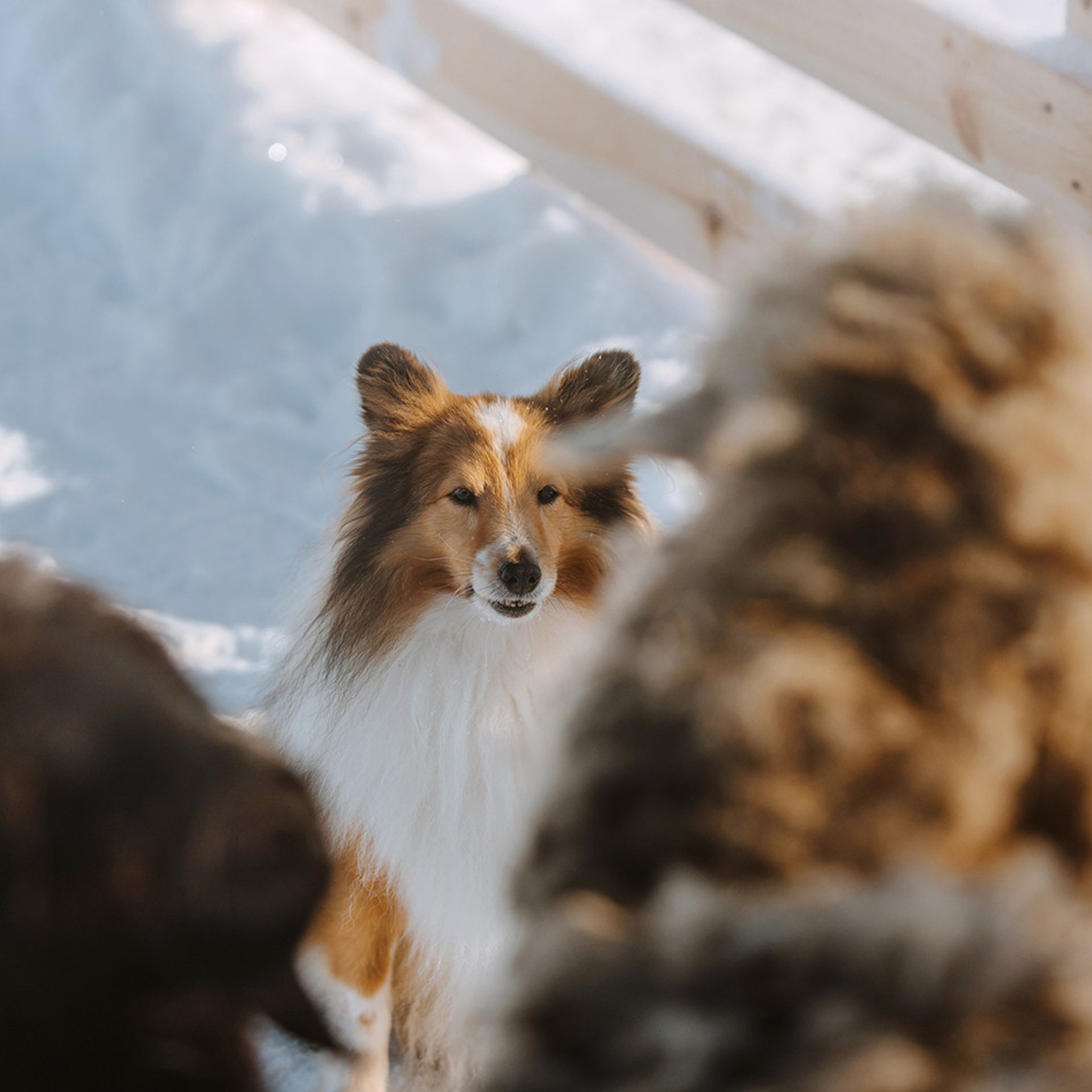Пастьба в феврале. Фотограф Анна Тюрина