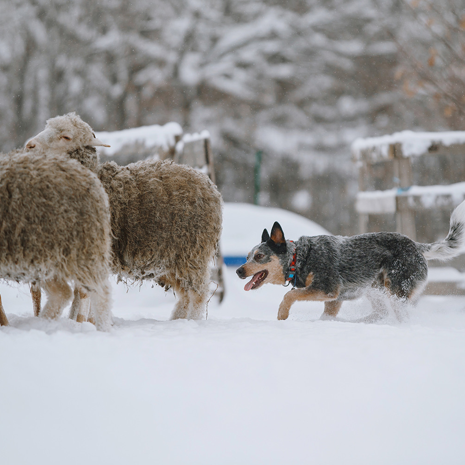 Маша и Дип пасут овец. Фотограф Анна Тюрина