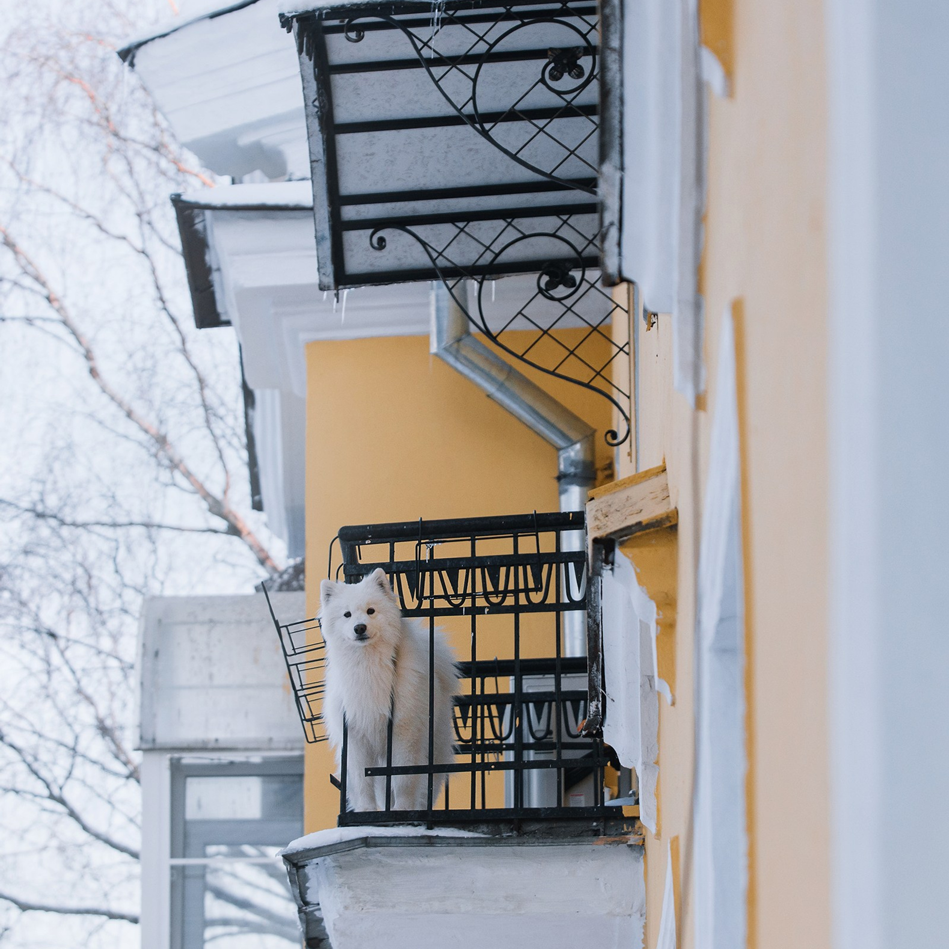 Питомец в кадре. Фотограф Анна Тюрина