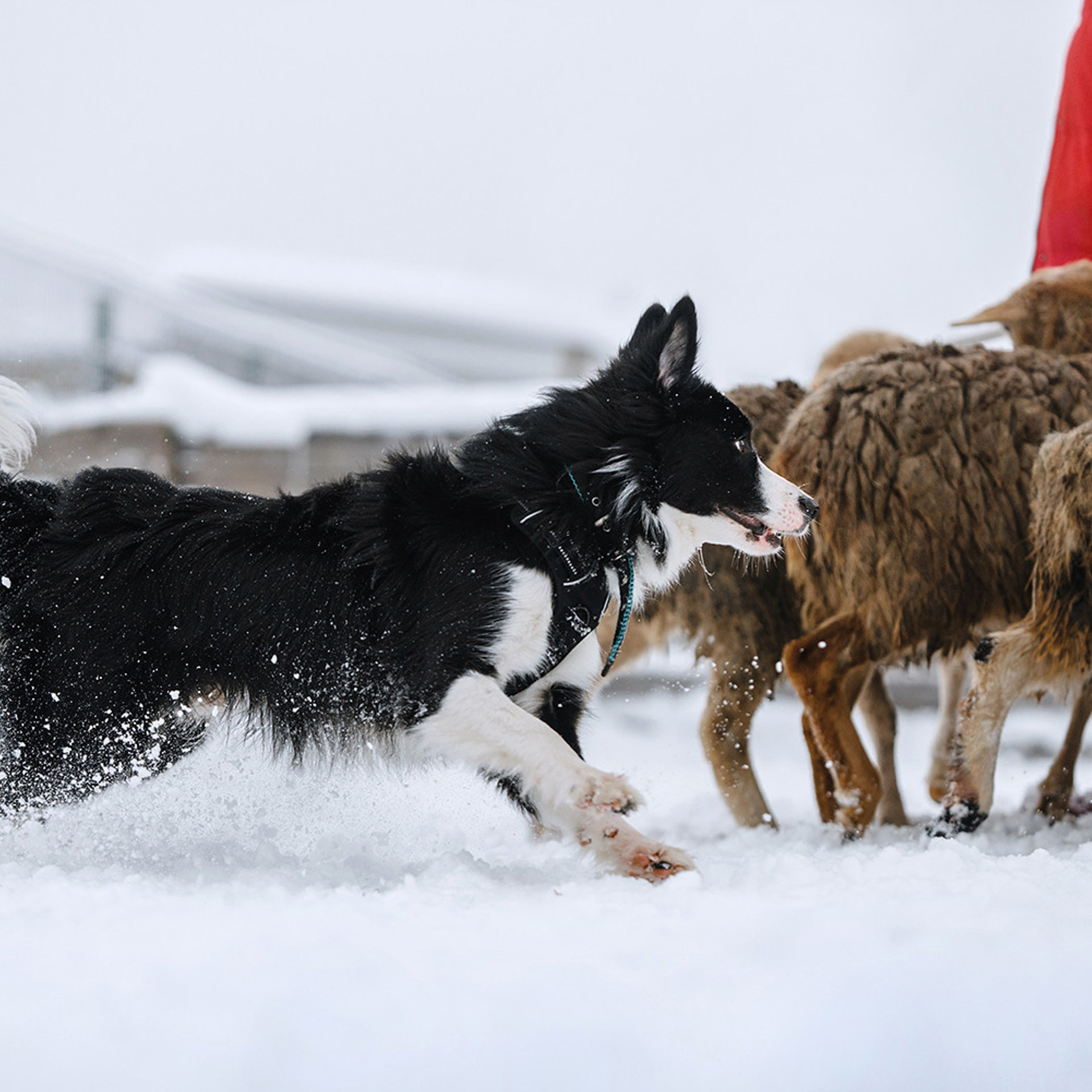 Пастьба в декабре. Фотограф Анна Тюрина