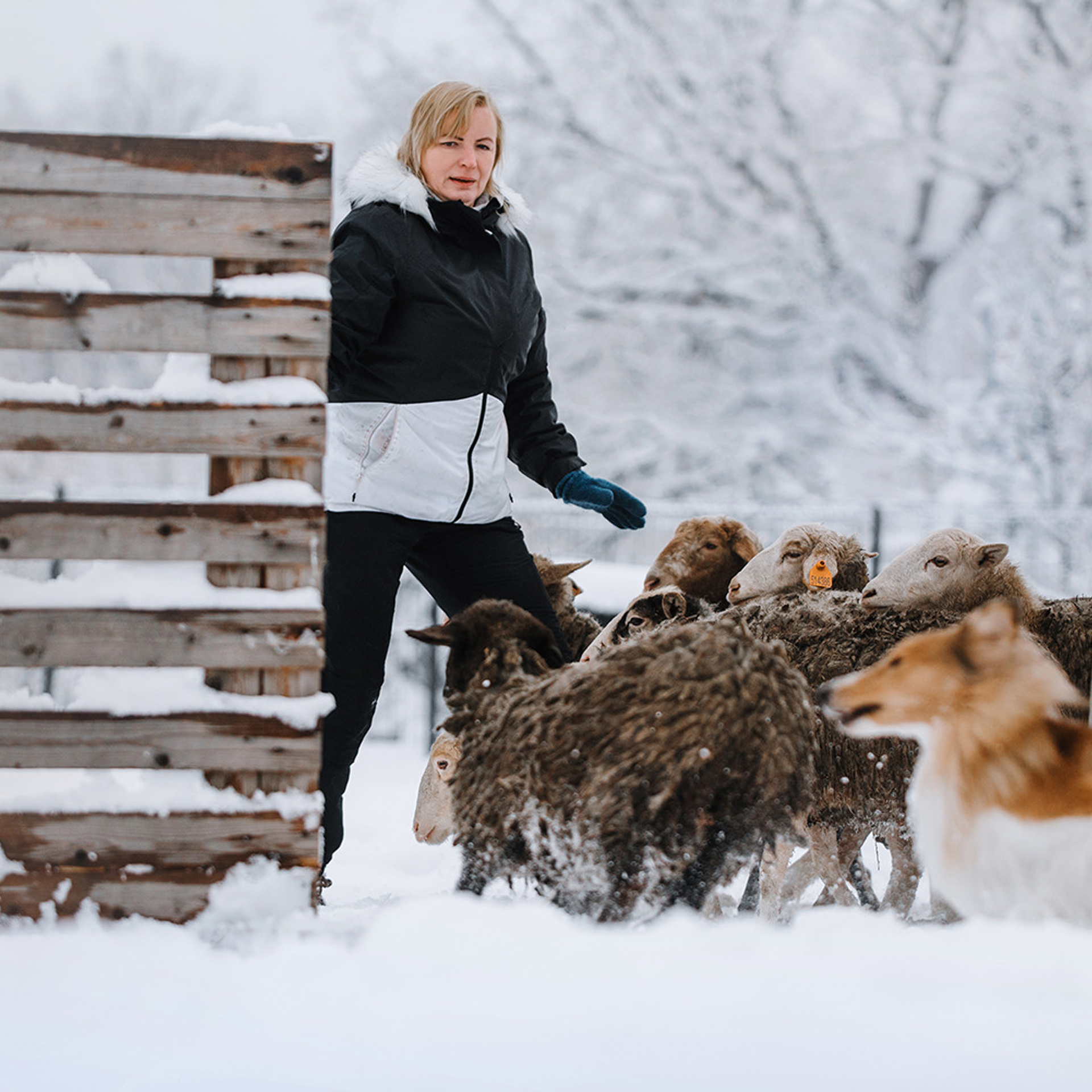 Пастьба в декабре. Фотограф Анна Тюрина