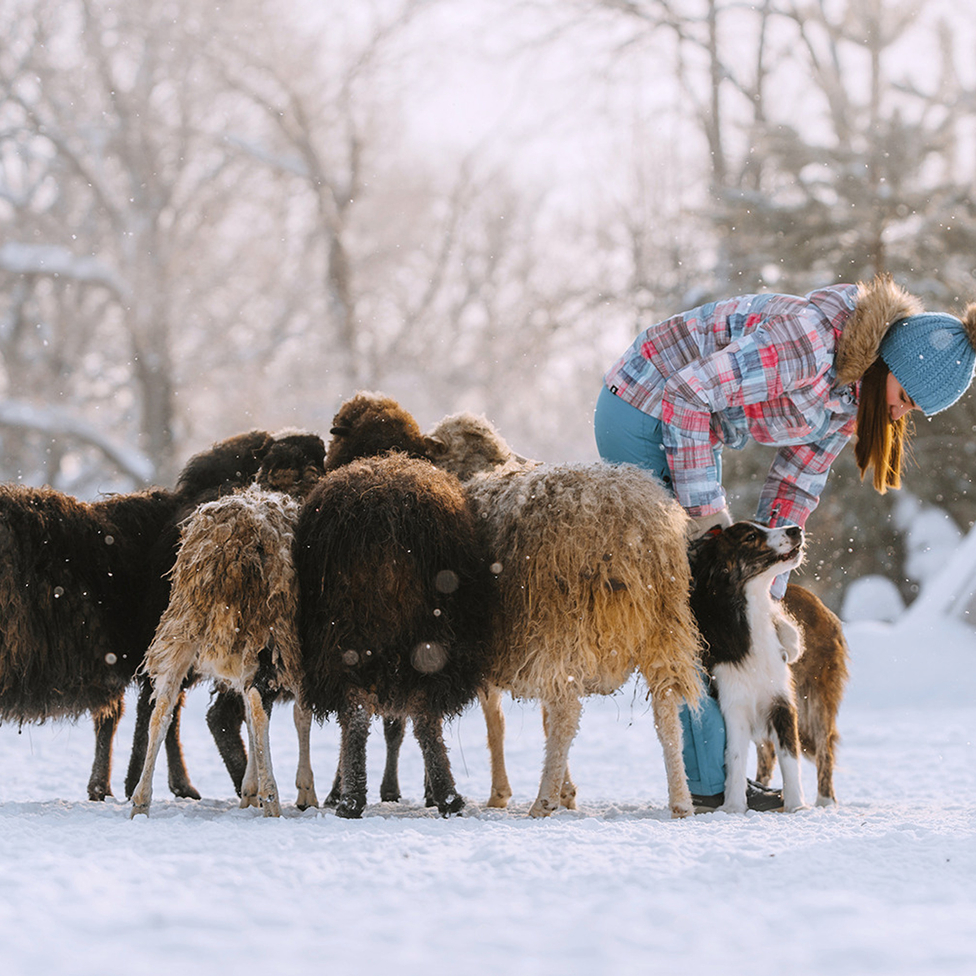 Пастьба в феврале. Фотограф Анна Тюрина