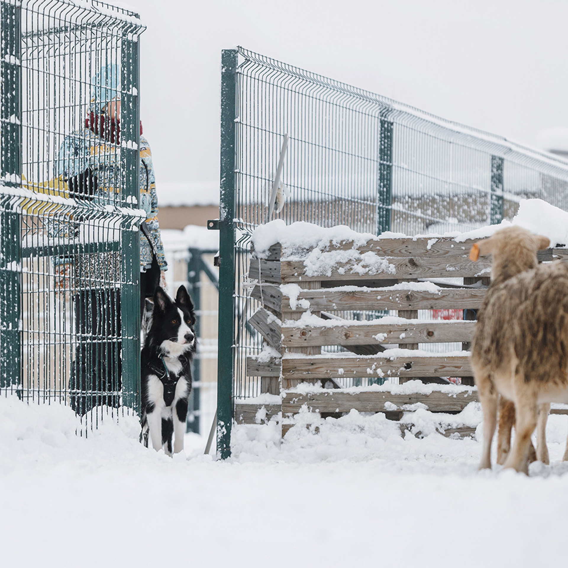 Пастьба в декабре. Фотограф Анна Тюрина