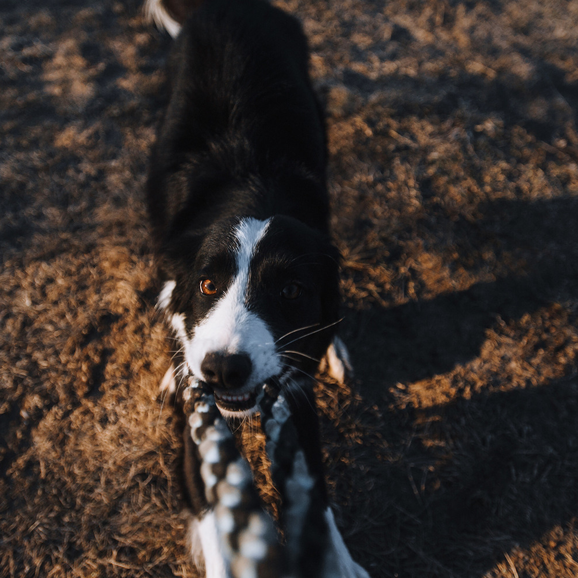 Таня и Шэгги. Фотограф Анна Тюрина