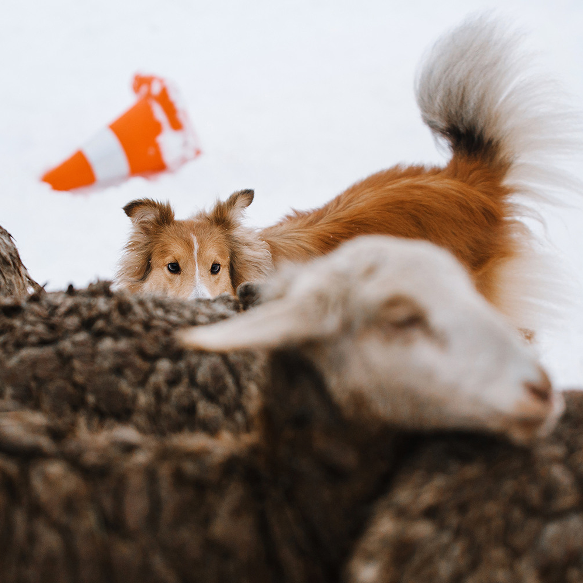 Пастьба в декабре. Фотограф Анна Тюрина