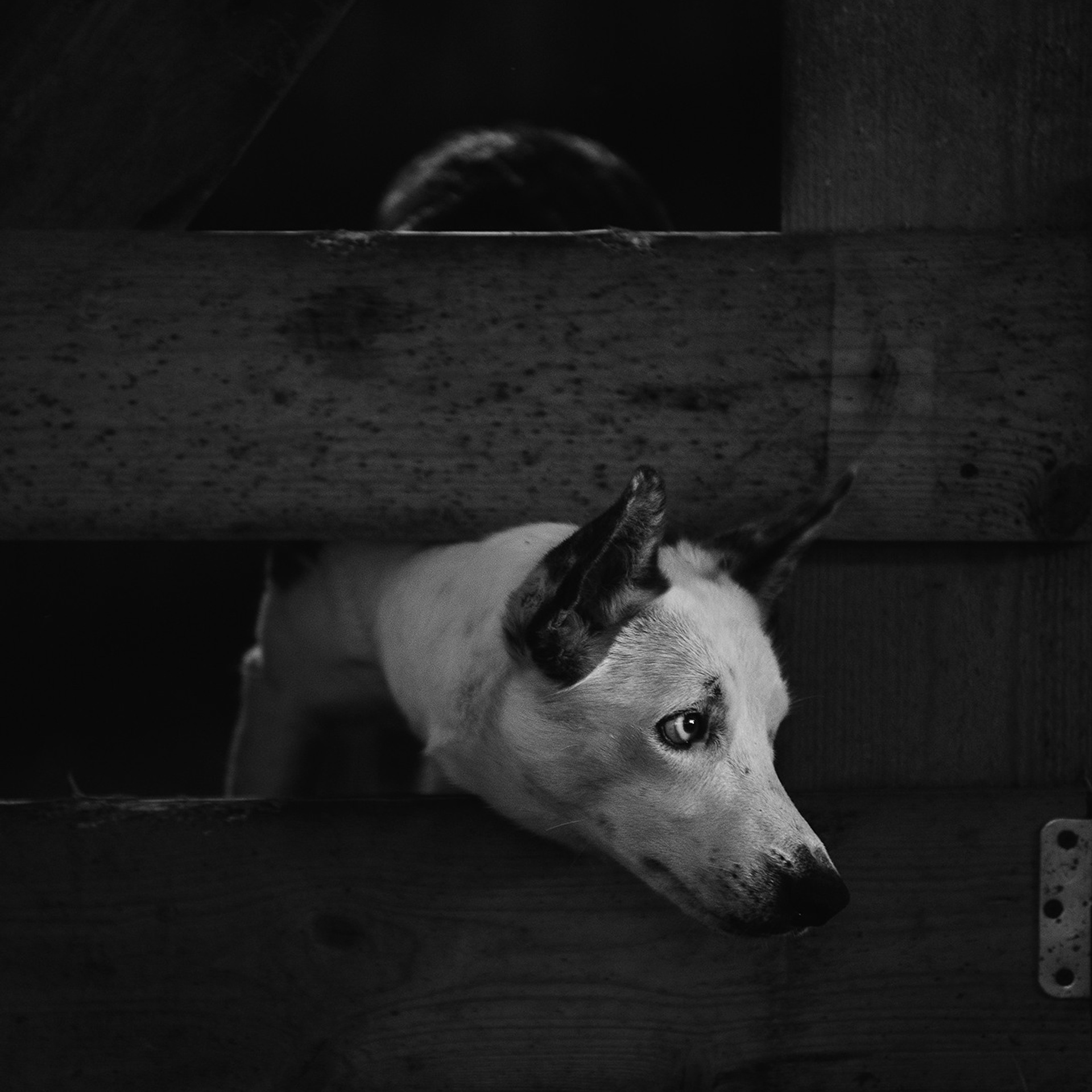 Пастьба. Фотограф Анна Тюрина