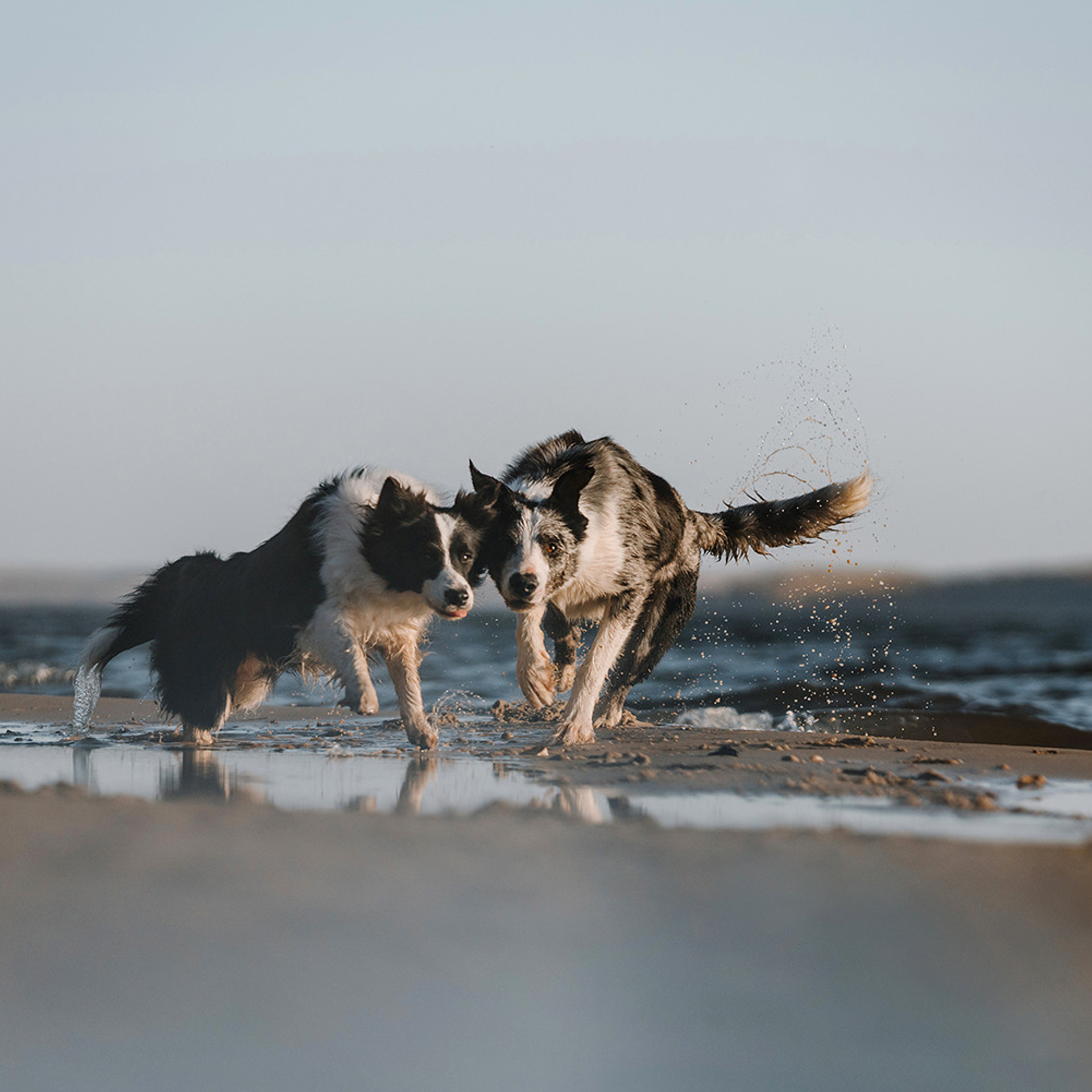 Сева, Даша, Аса, Кит. Фотограф Анна Тюрина