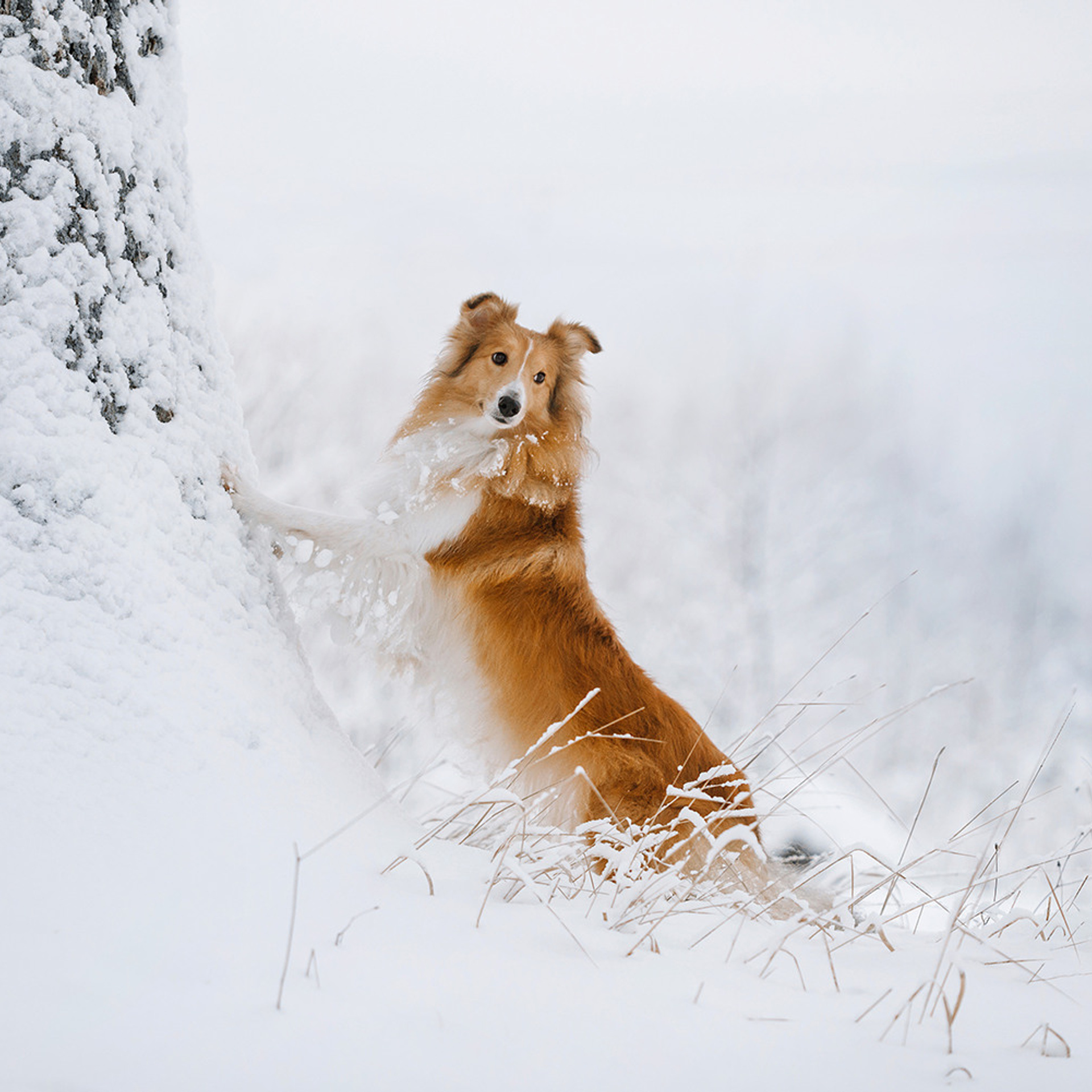 Пастьба в декабре. Фотограф Анна Тюрина
