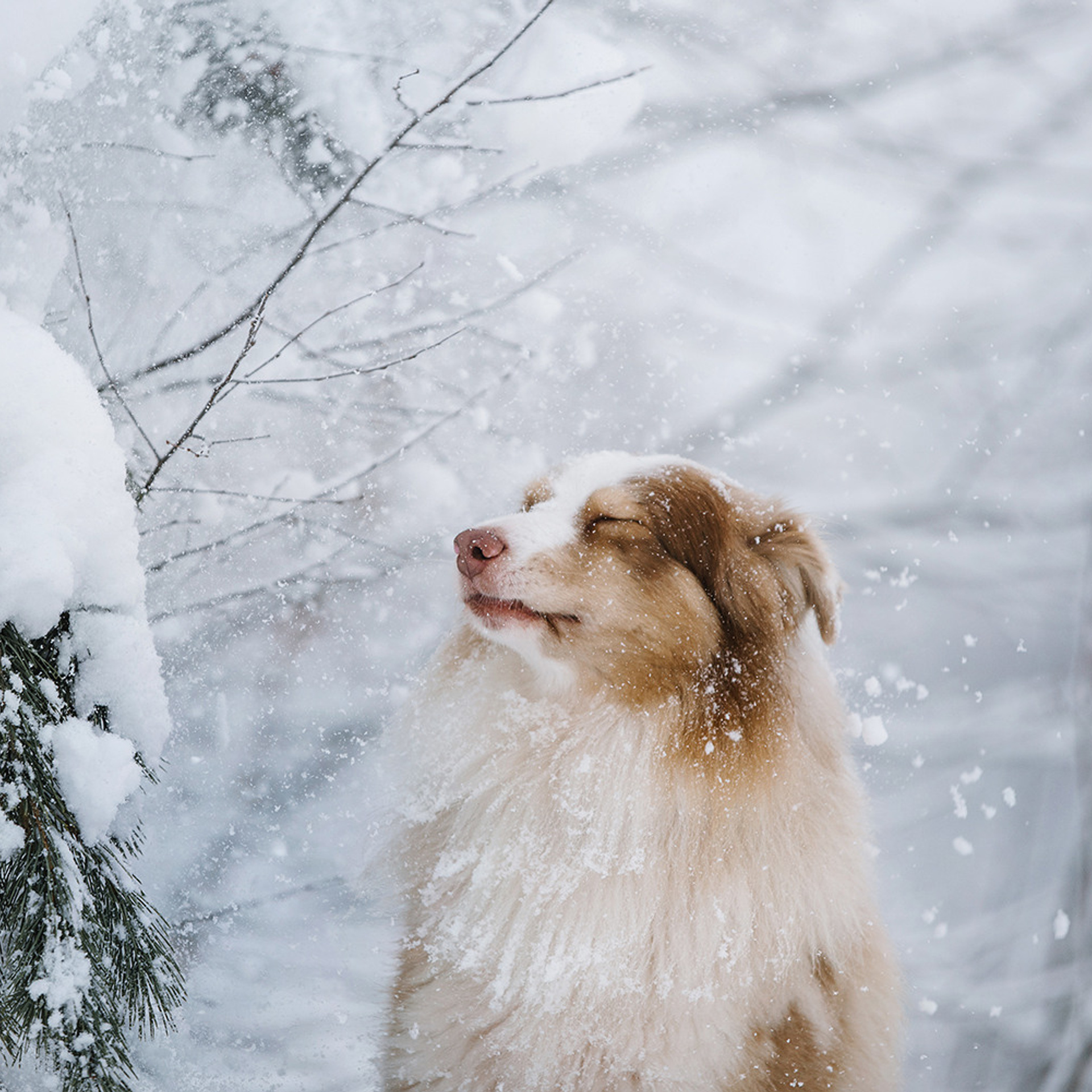 Пастьба в декабре. Фотограф Анна Тюрина