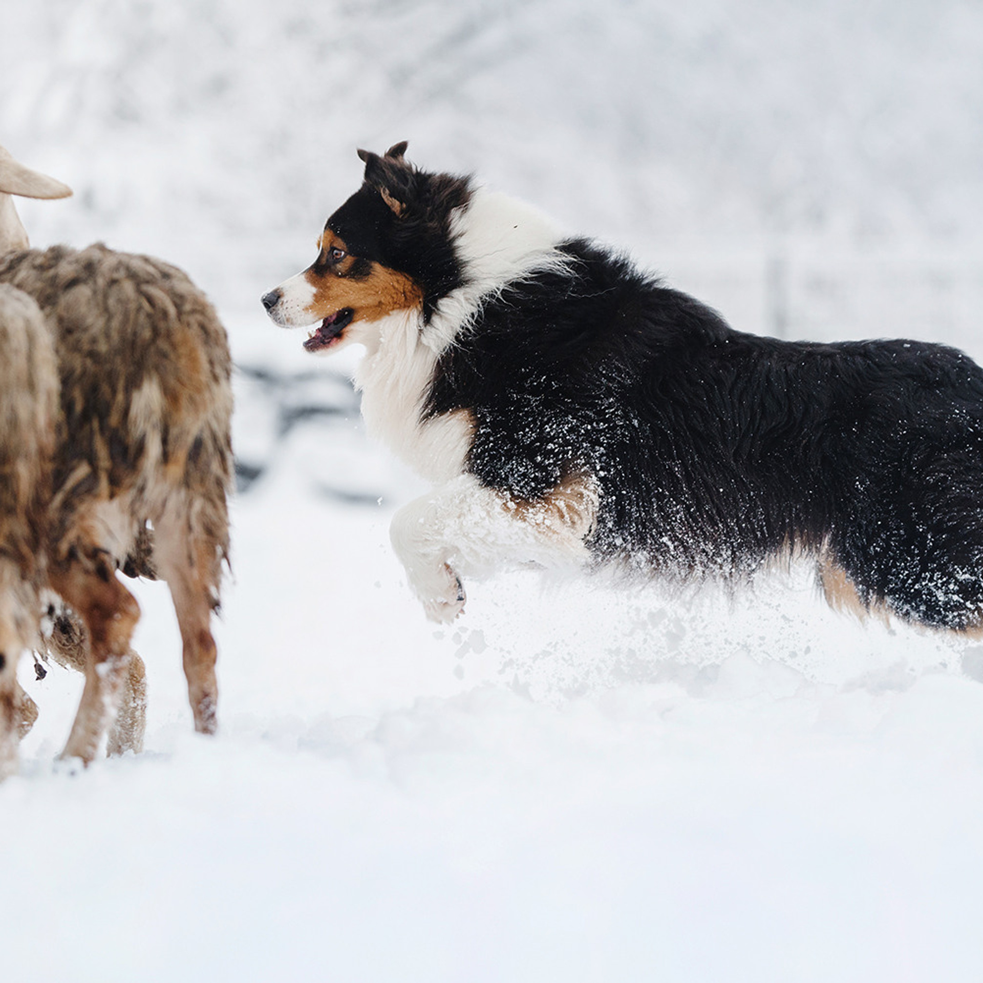 Пастьба в декабре. Фотограф Анна Тюрина