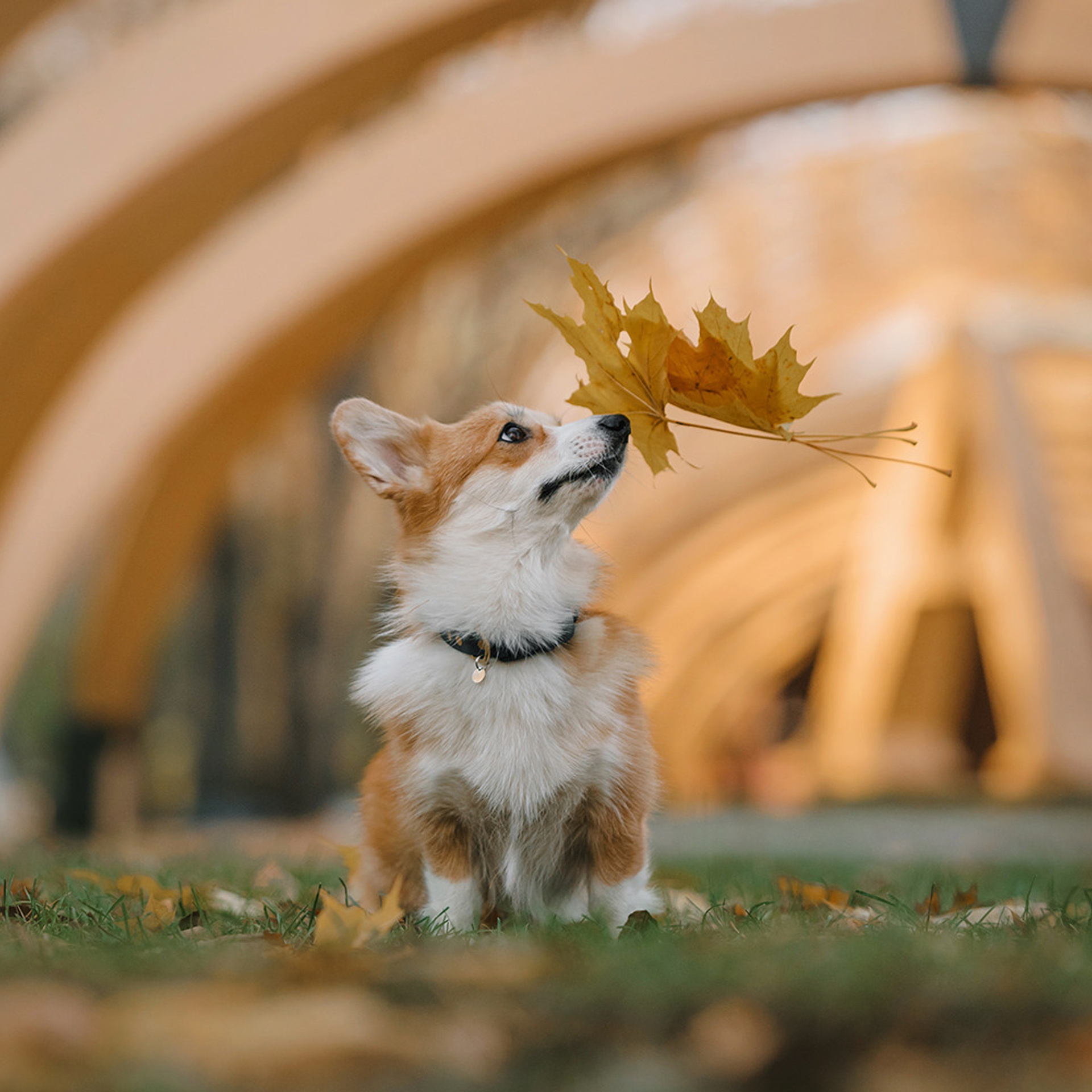 Катя, Саша и корги Люси. Фотограф Анна Тюрина
