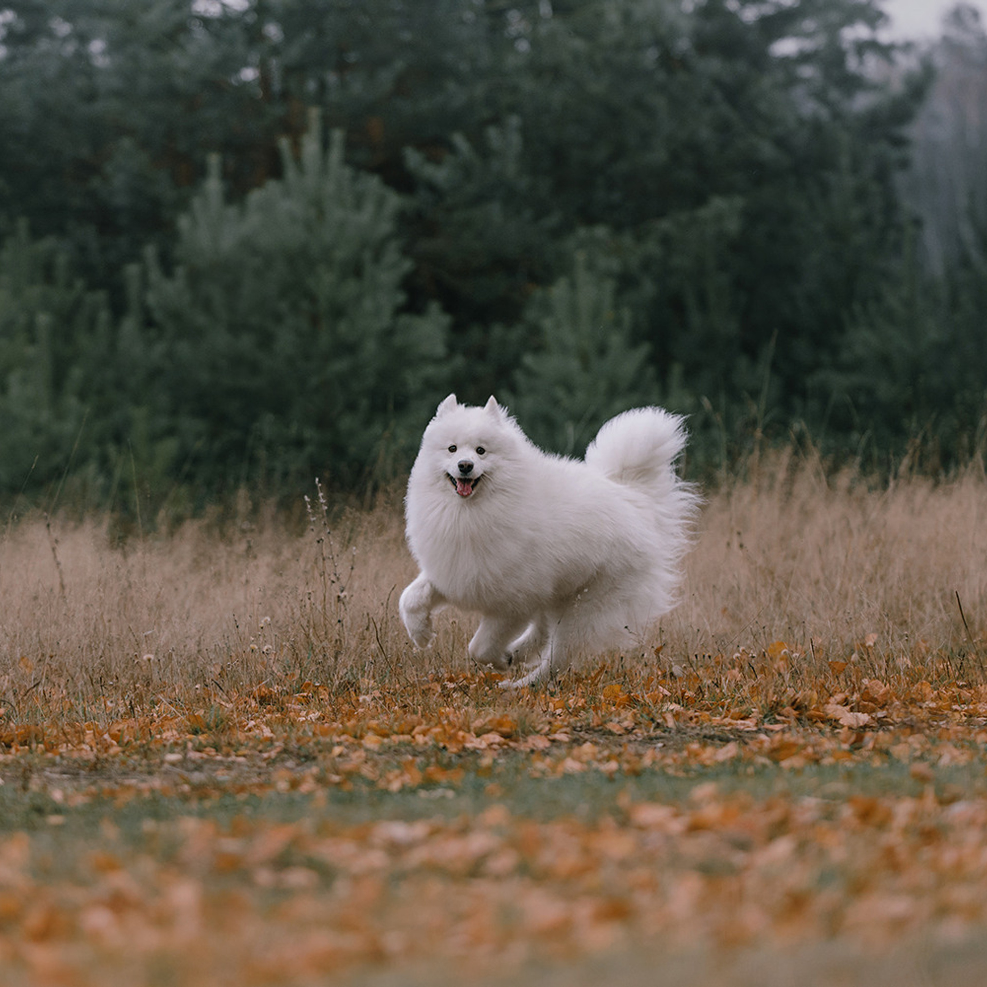 Елена и Эльза. Фотограф Анна Тюрина