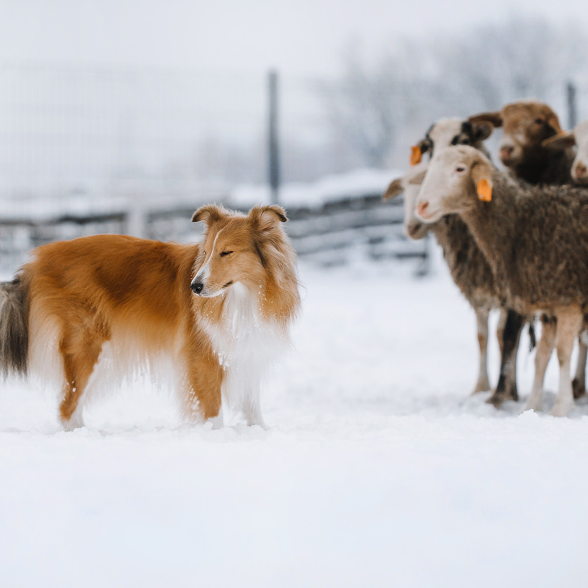 Пастьба в декабре. Фотограф Анна Тюрина