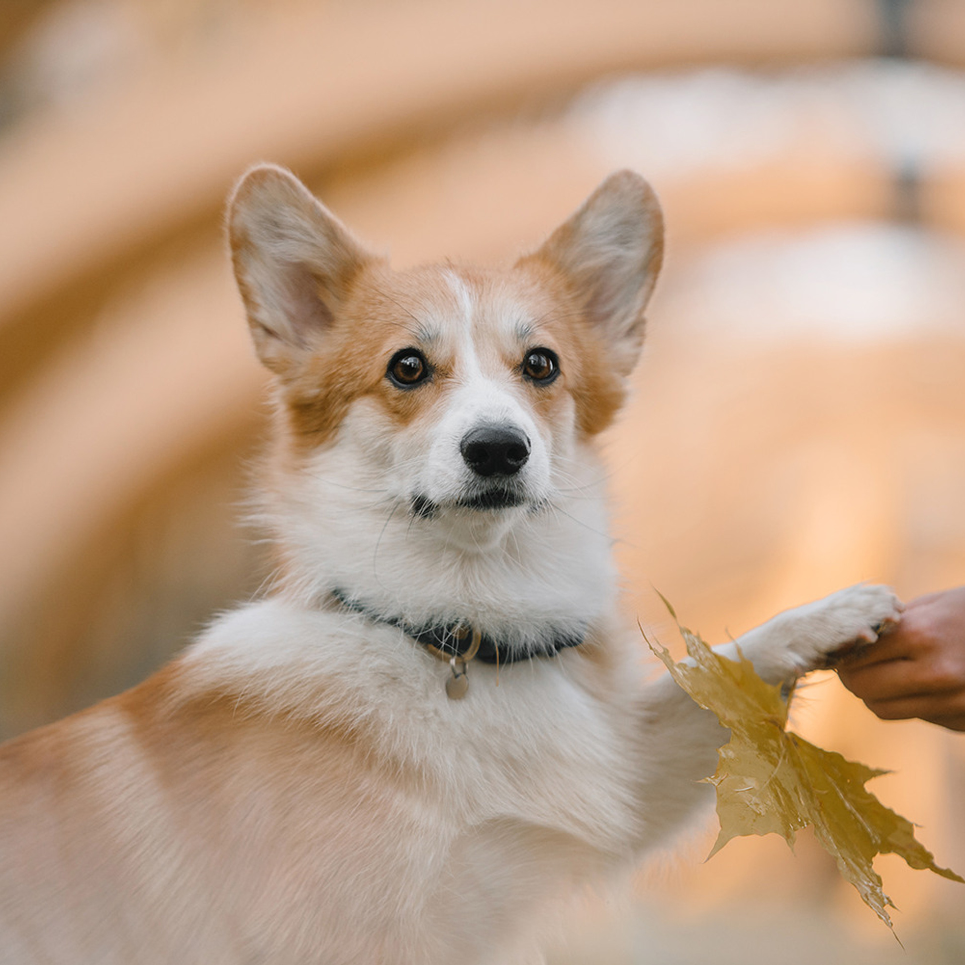 Катя, Саша и корги Люси. Фотограф Анна Тюрина
