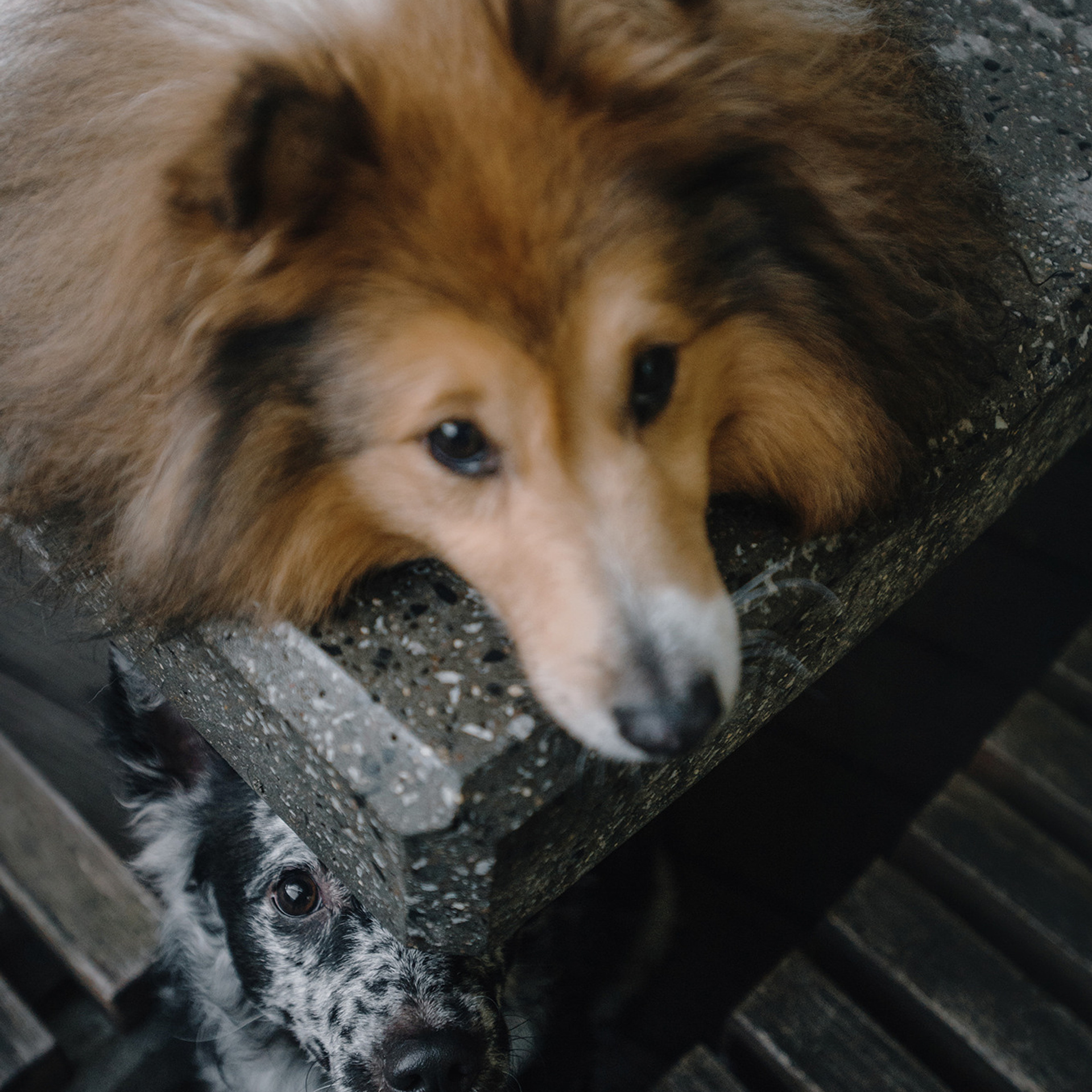 Ира, Инди и Сеня. Фотограф Анна Тюрина