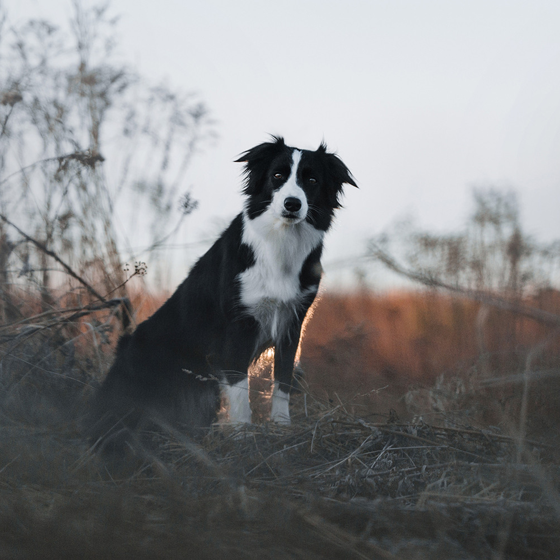 Таня и Шэгги. Фотограф Анна Тюрина