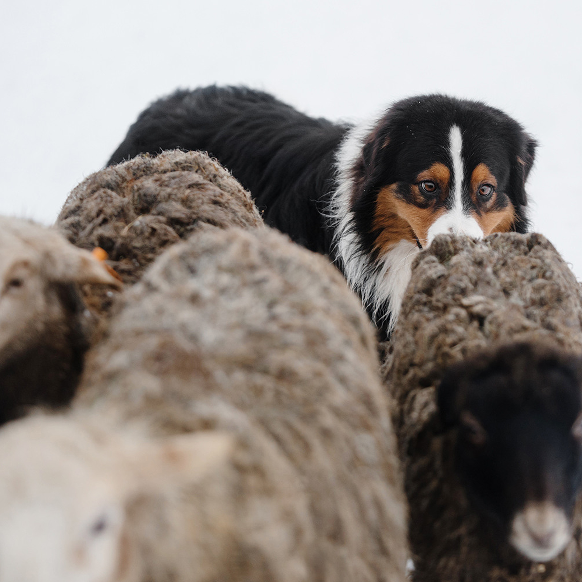 Пастьба в декабре. Фотограф Анна Тюрина