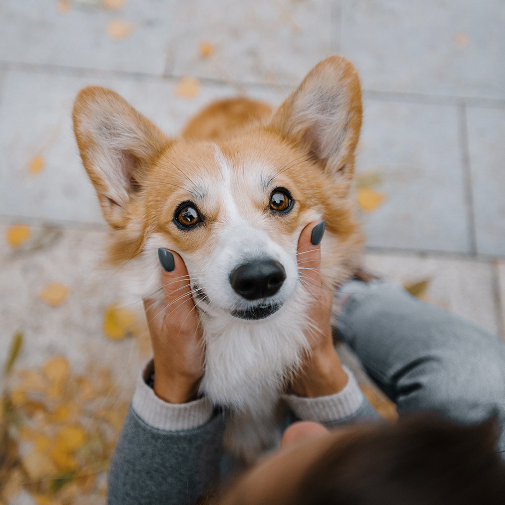 Катя, Саша и корги Люси. Фотограф Анна Тюрина