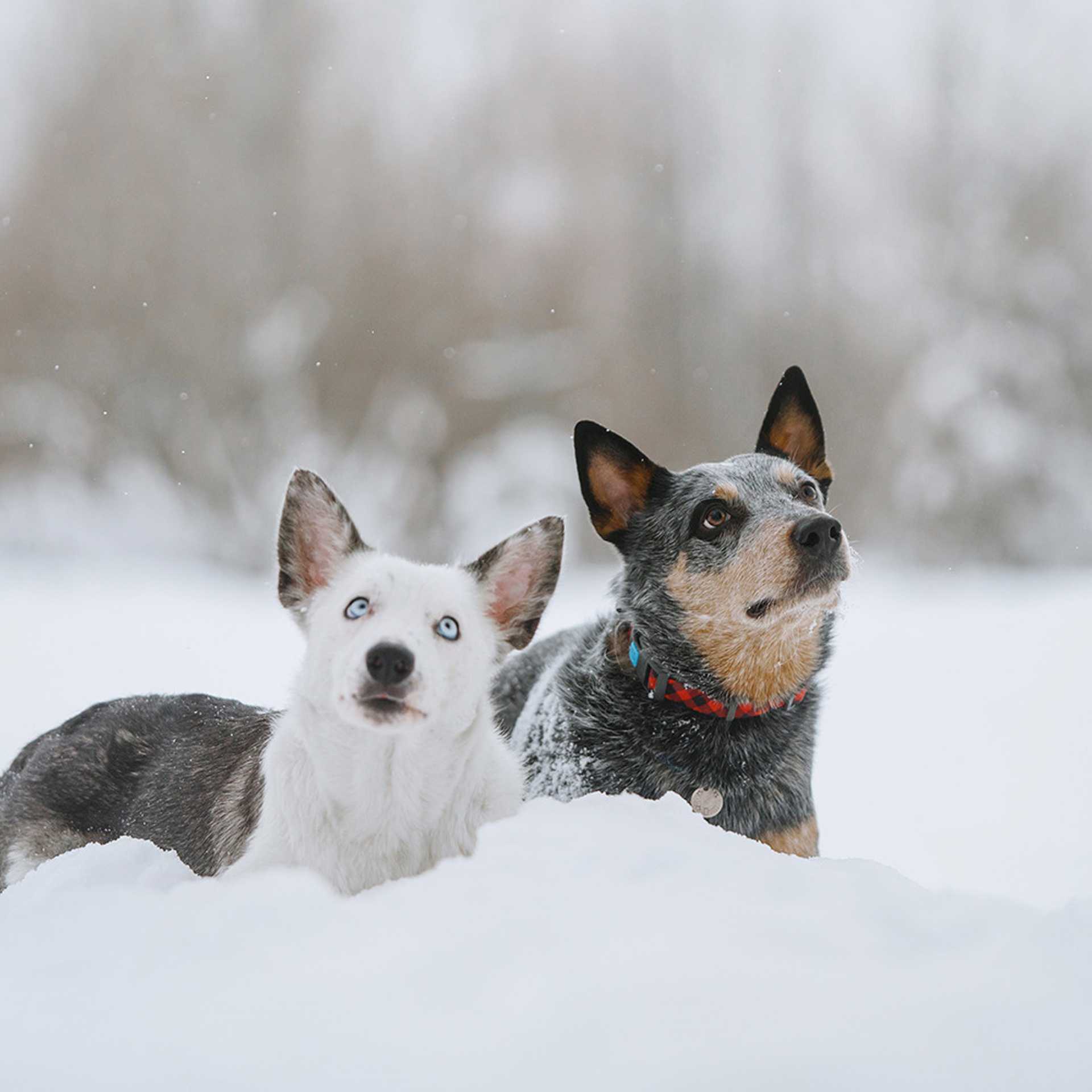 Маша и Дип пасут овец. Фотограф Анна Тюрина