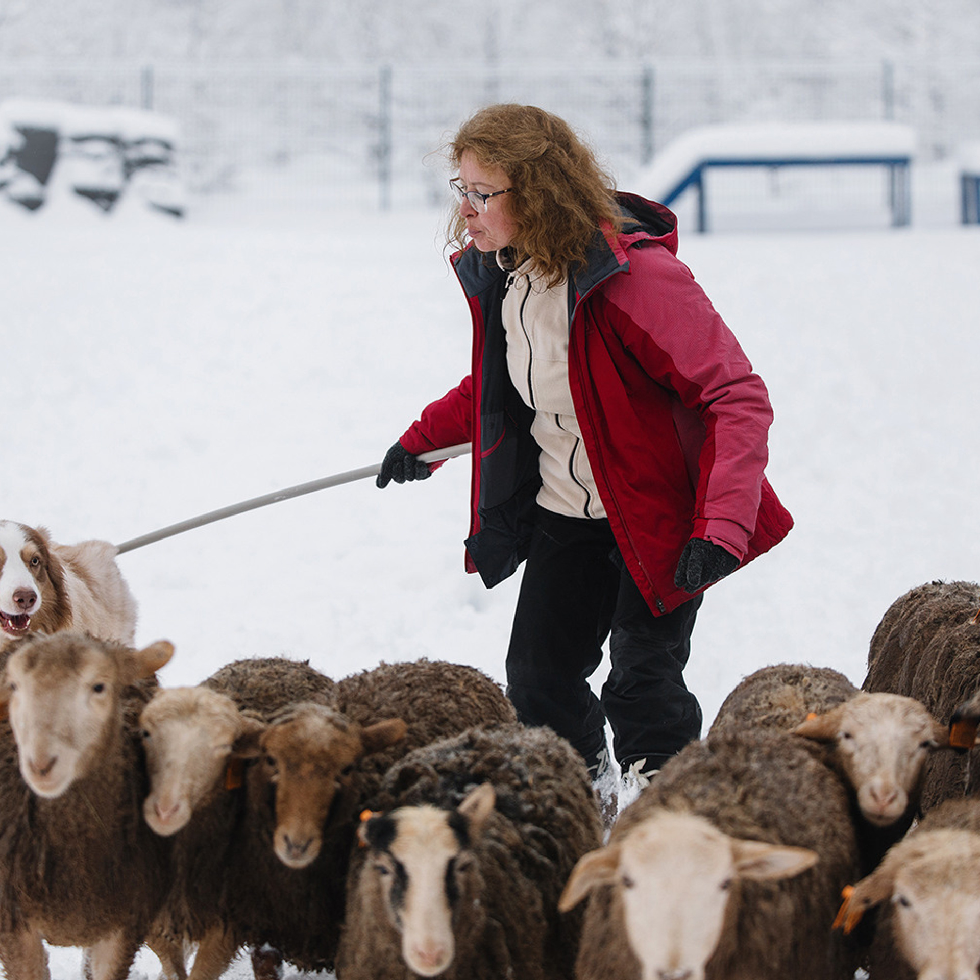 Пастьба в декабре. Фотограф Анна Тюрина