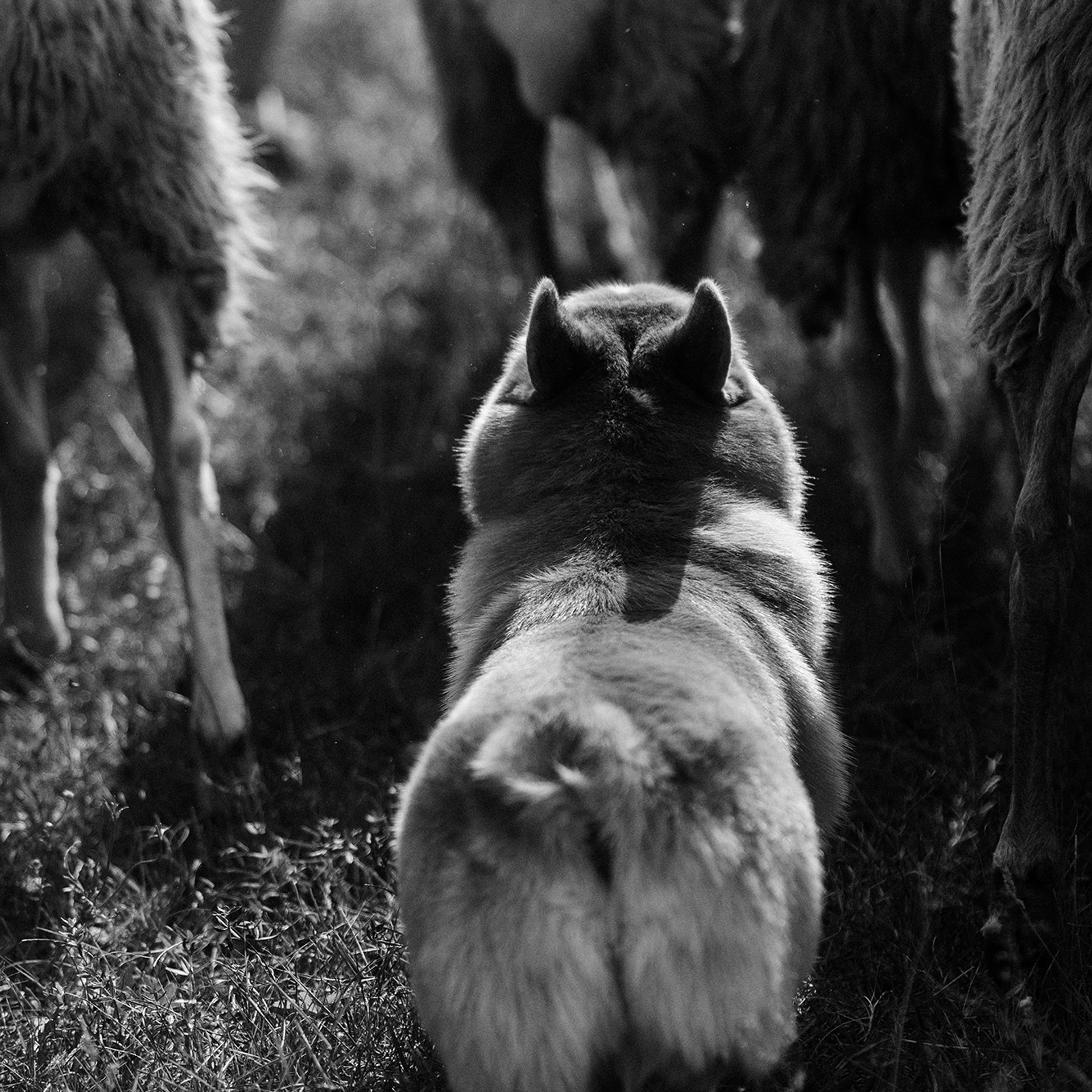 Пастьба. Фотограф Анна Тюрина